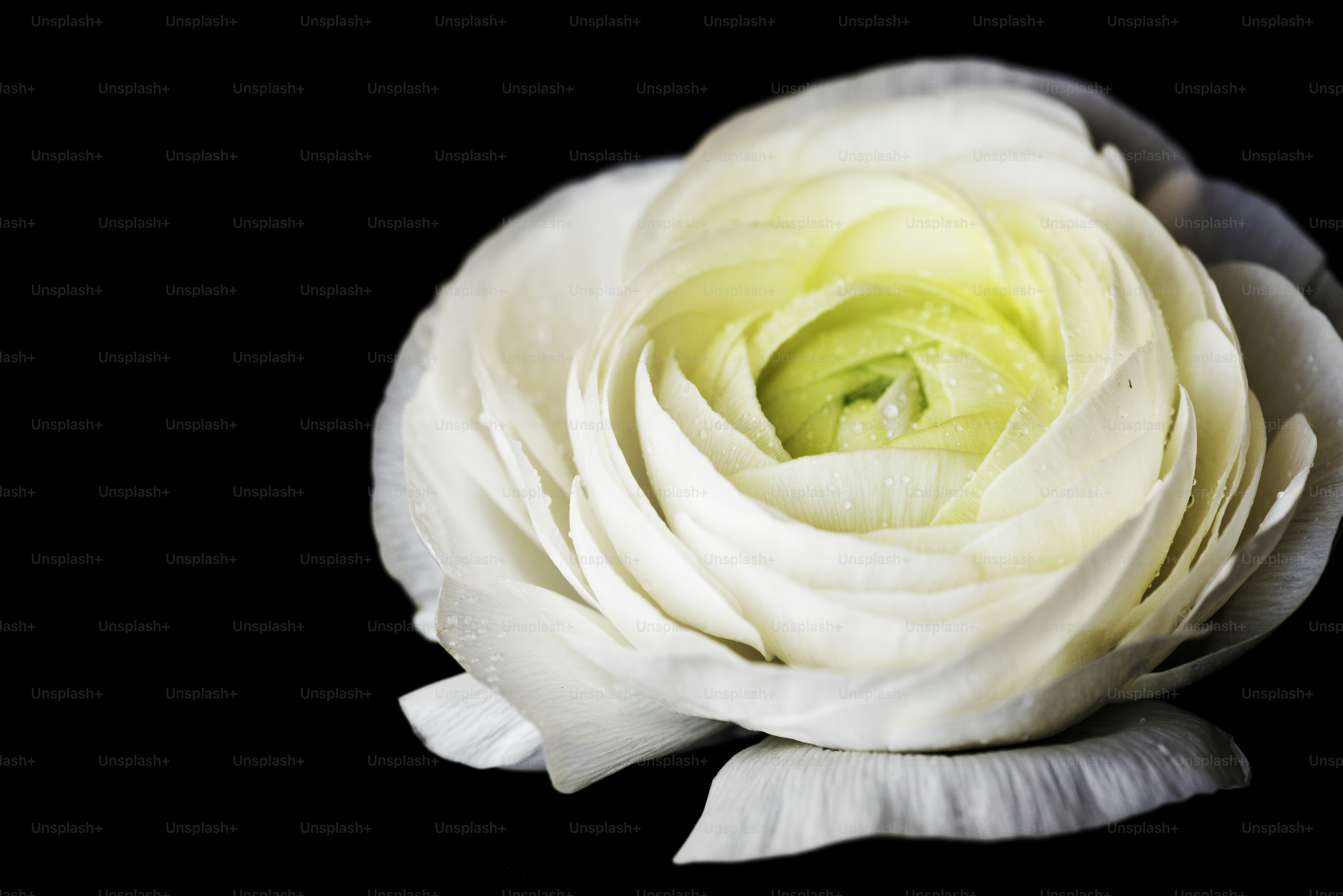 Closeup of blooming pink rose - Photo on Unsplash+