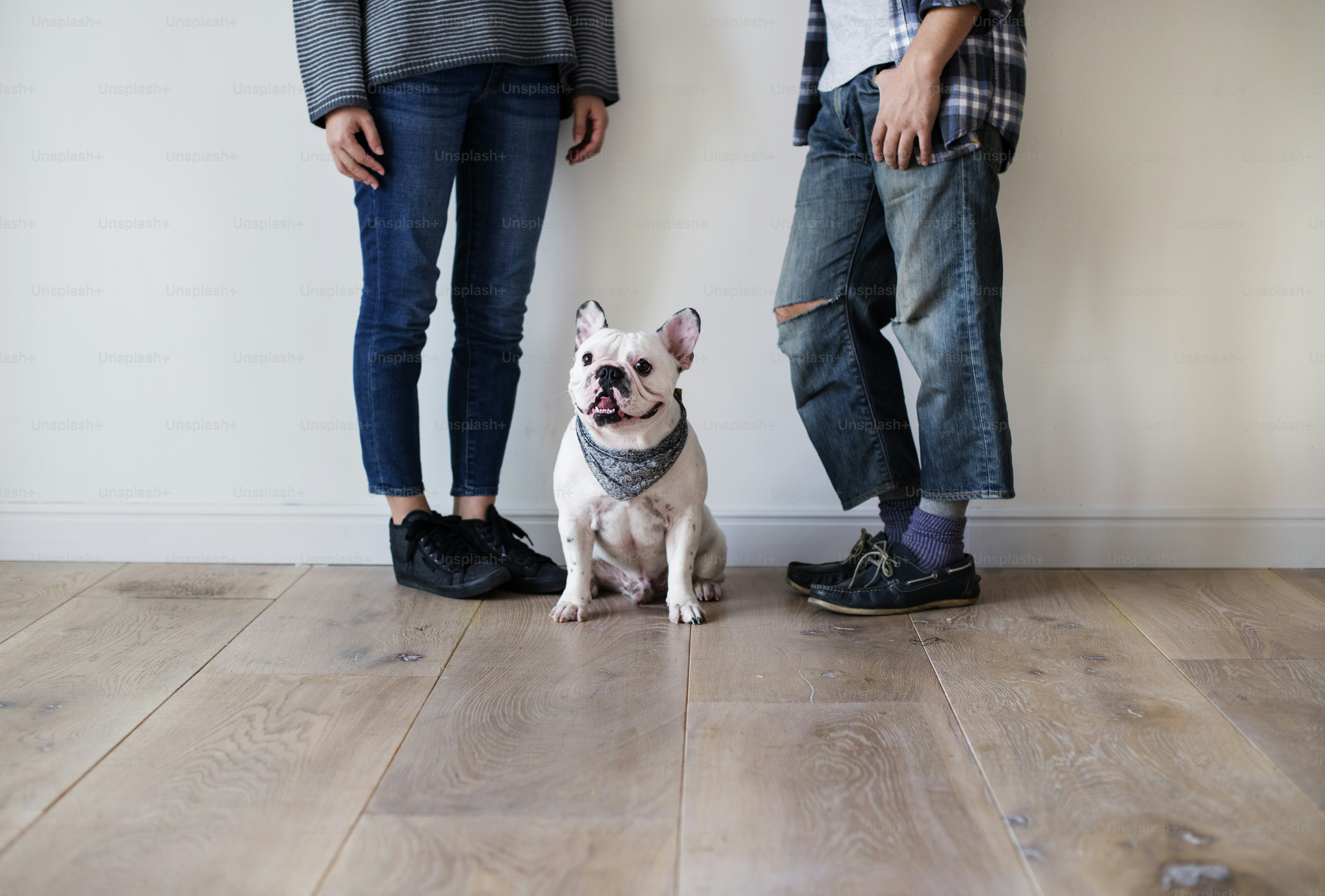 Asian couple with French bulldog