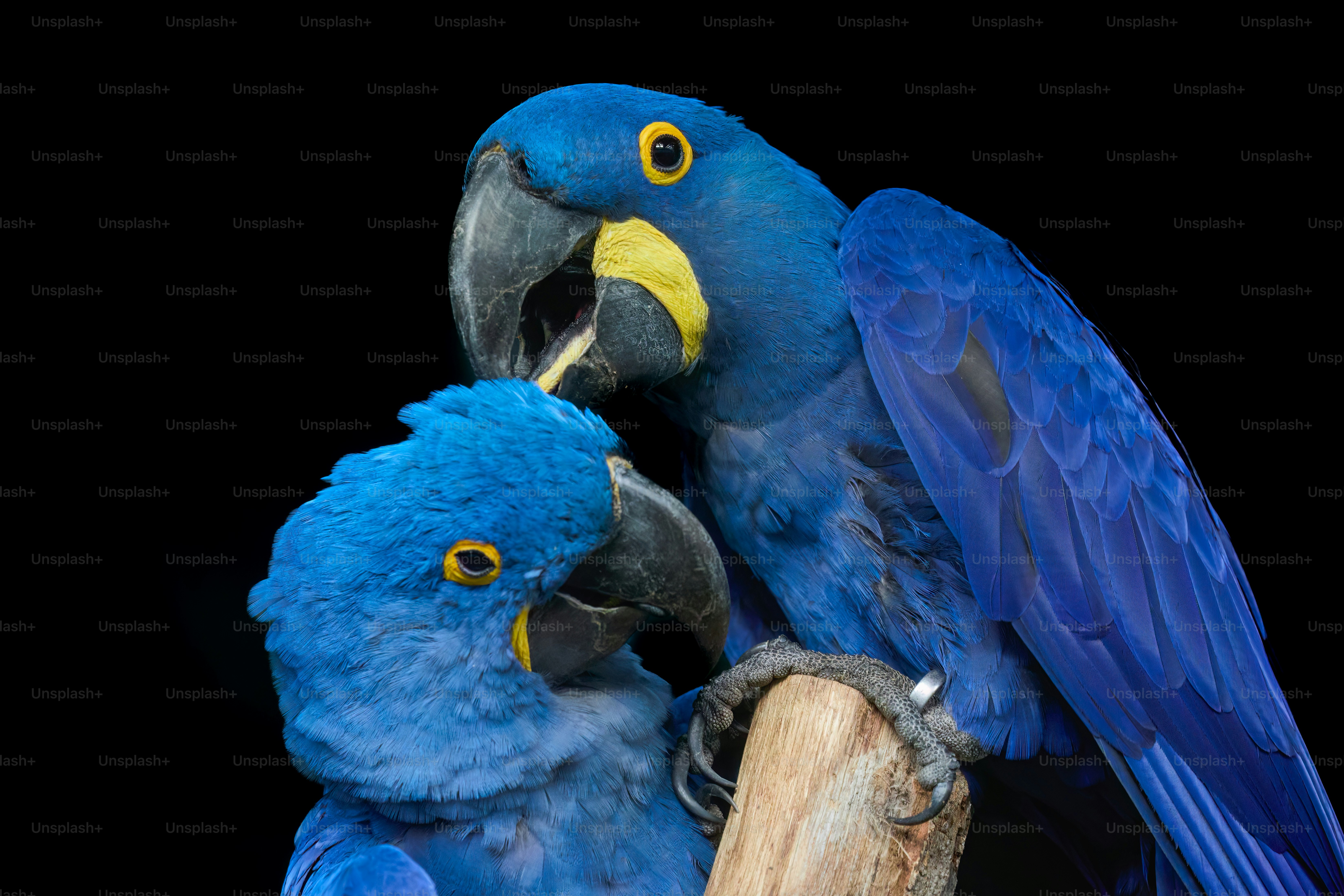 Two blue parrots sitting on top of a tree branch