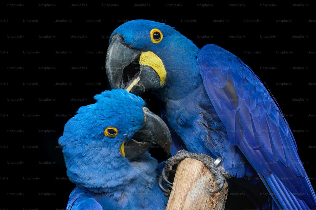 Two blue parrots sitting on top of a tree branch
