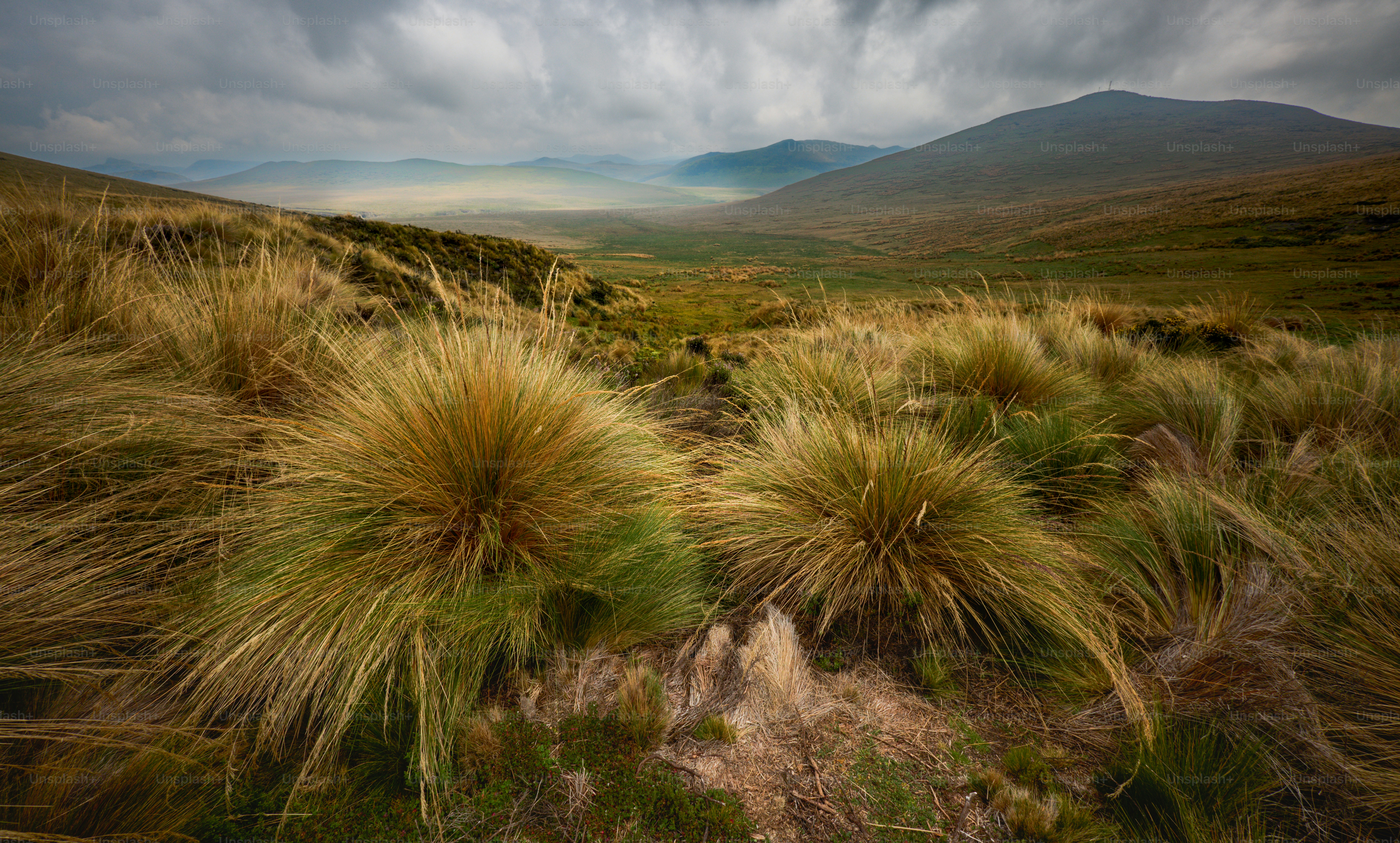 A field with grass and mountains in the background