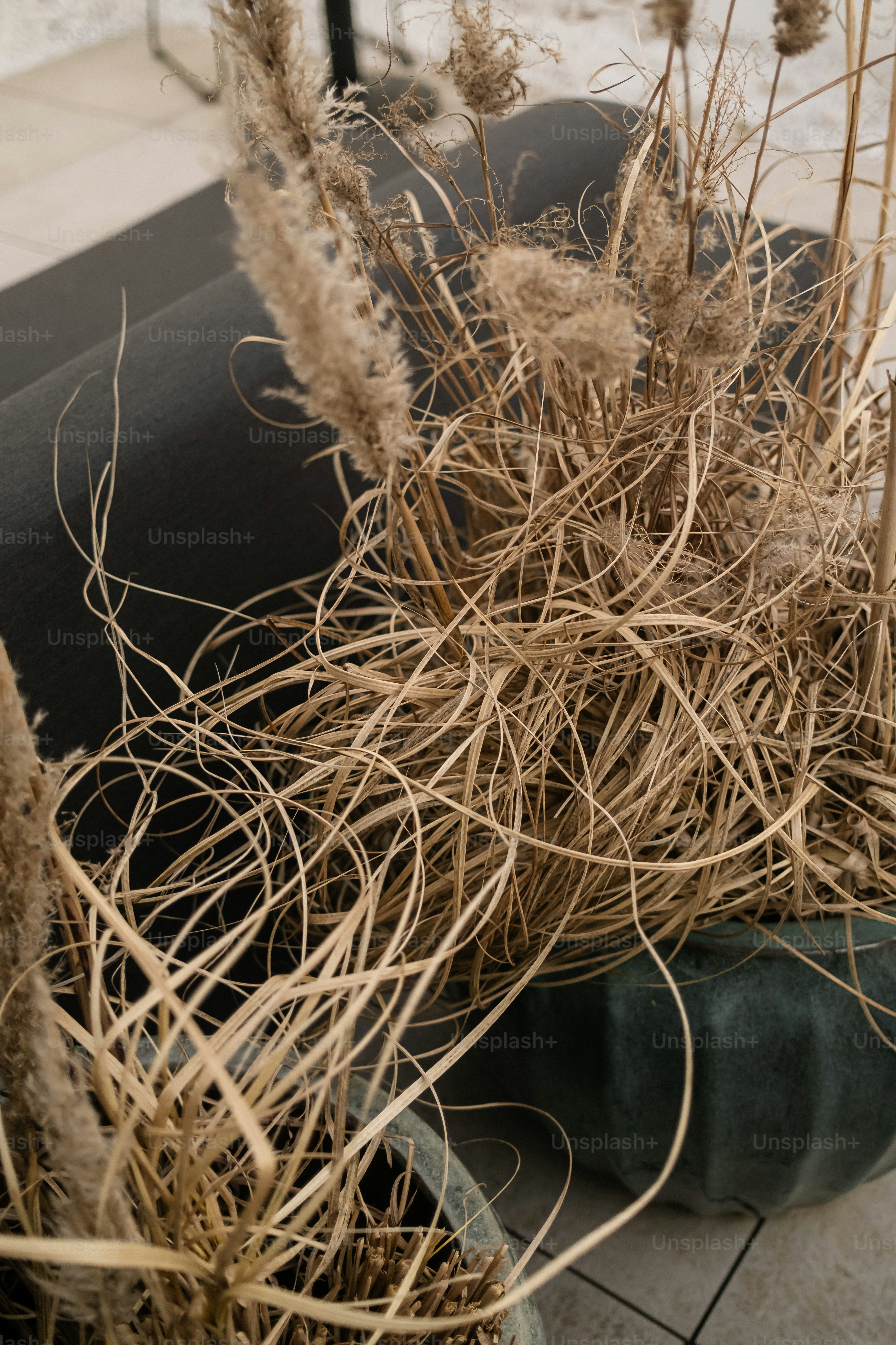 Quelques plantes qui sont posées sur une table