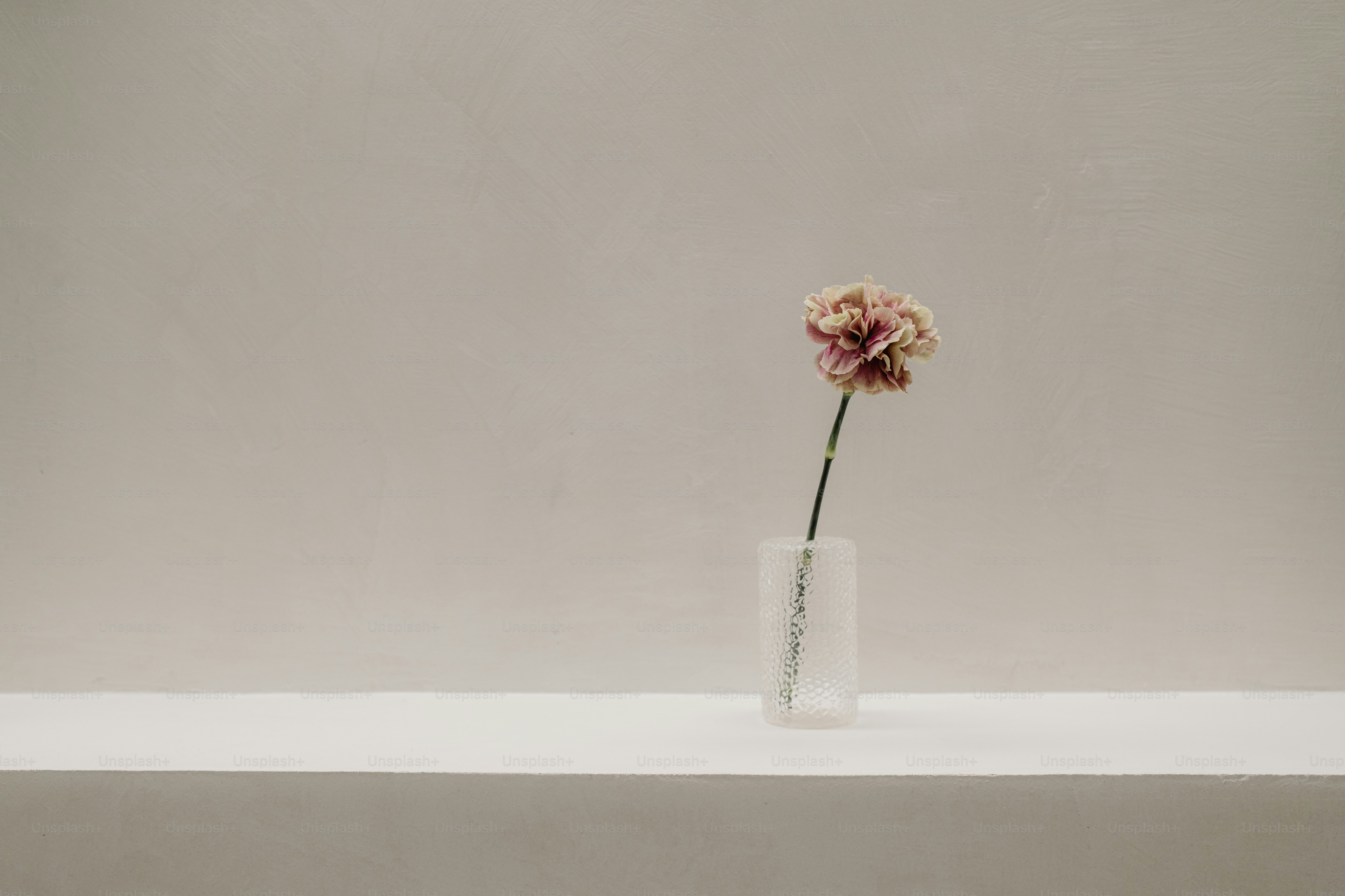 コカ・コーラのボトルに白いデイジーの花の写真 – Unsplashの花の無料画像