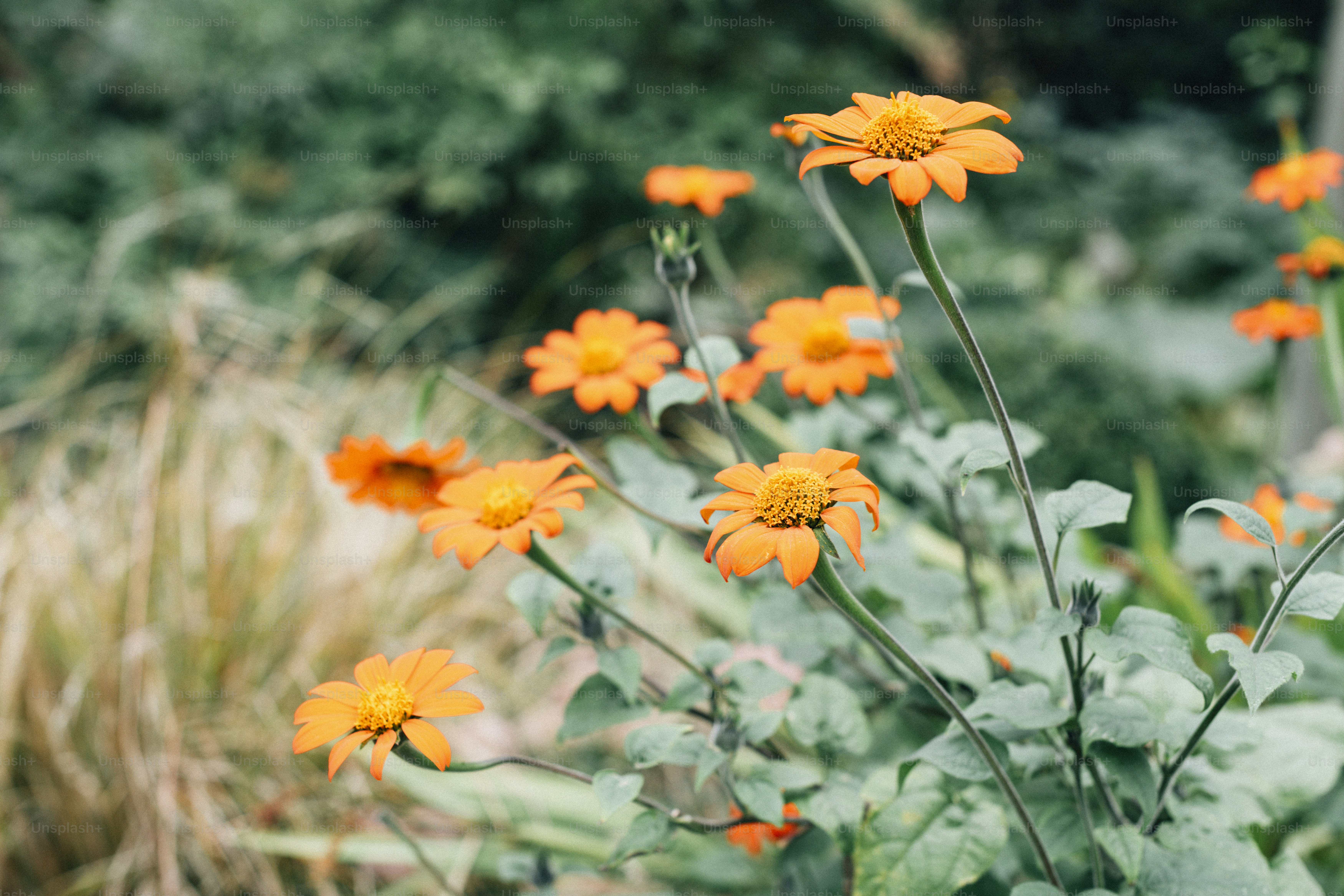 Orange gerber daisies flowers blooming in nature