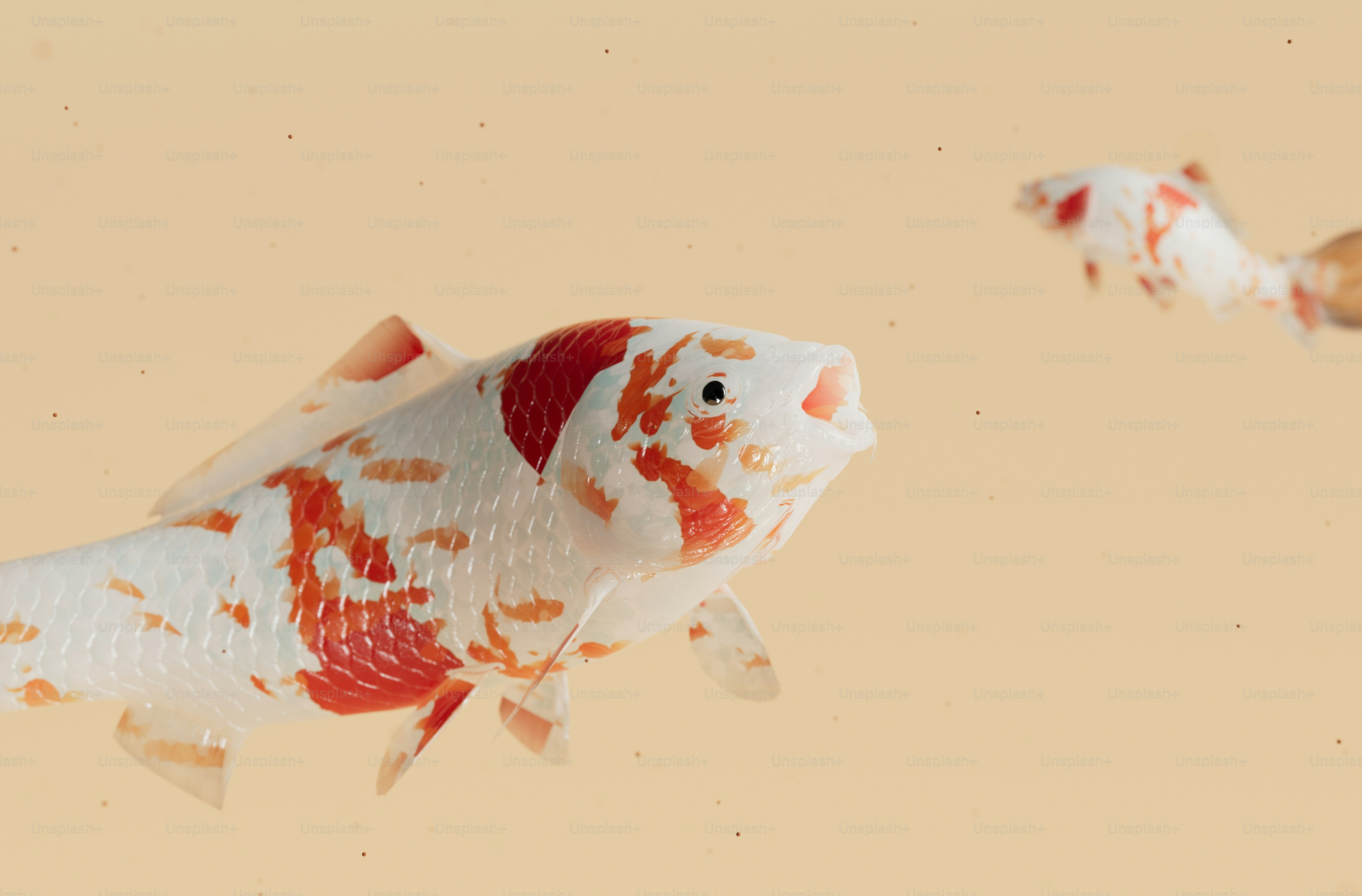 A white and red fish floating in a pond