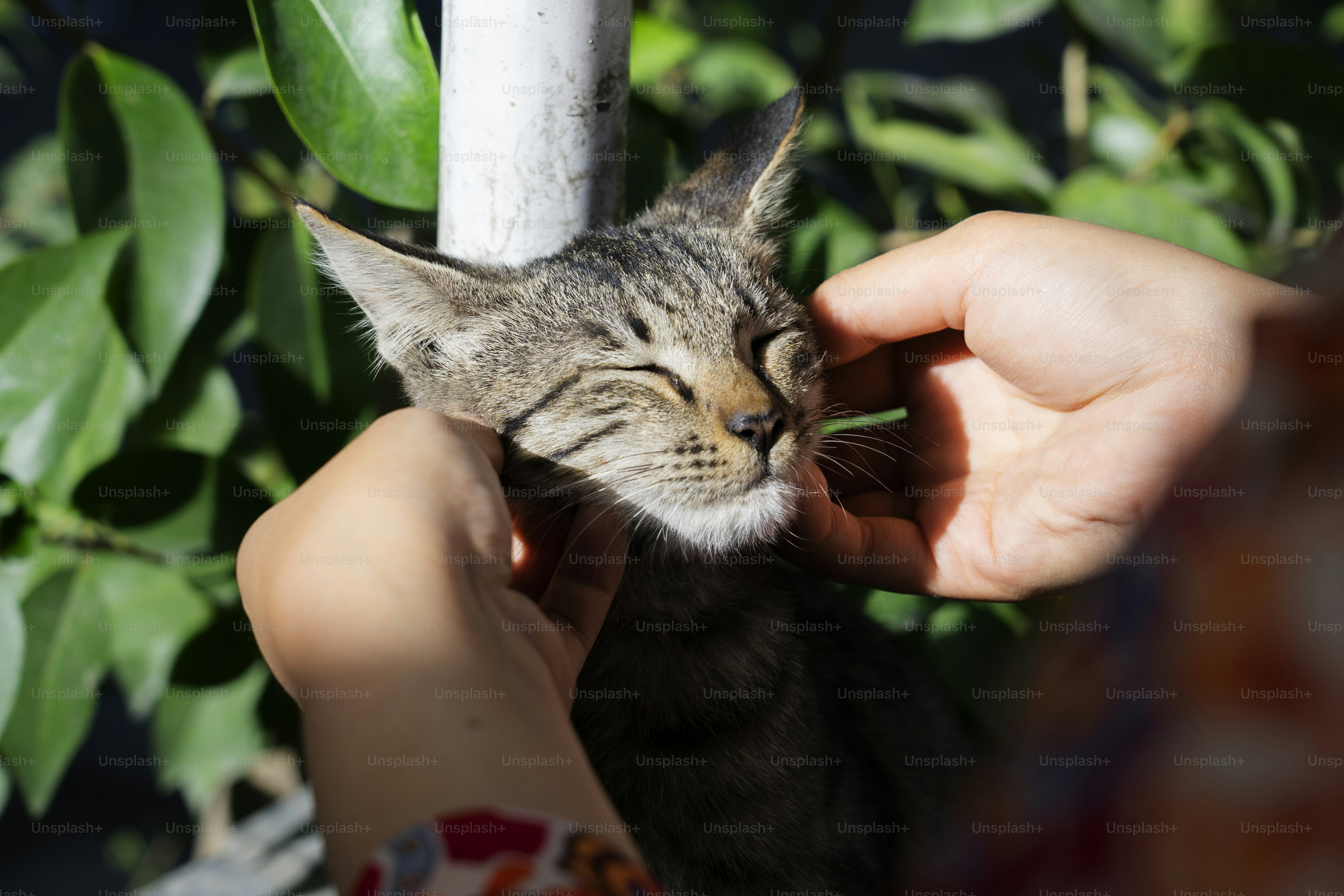 Woman playing with a stray cat