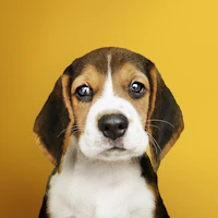 Puppy Systems Logo