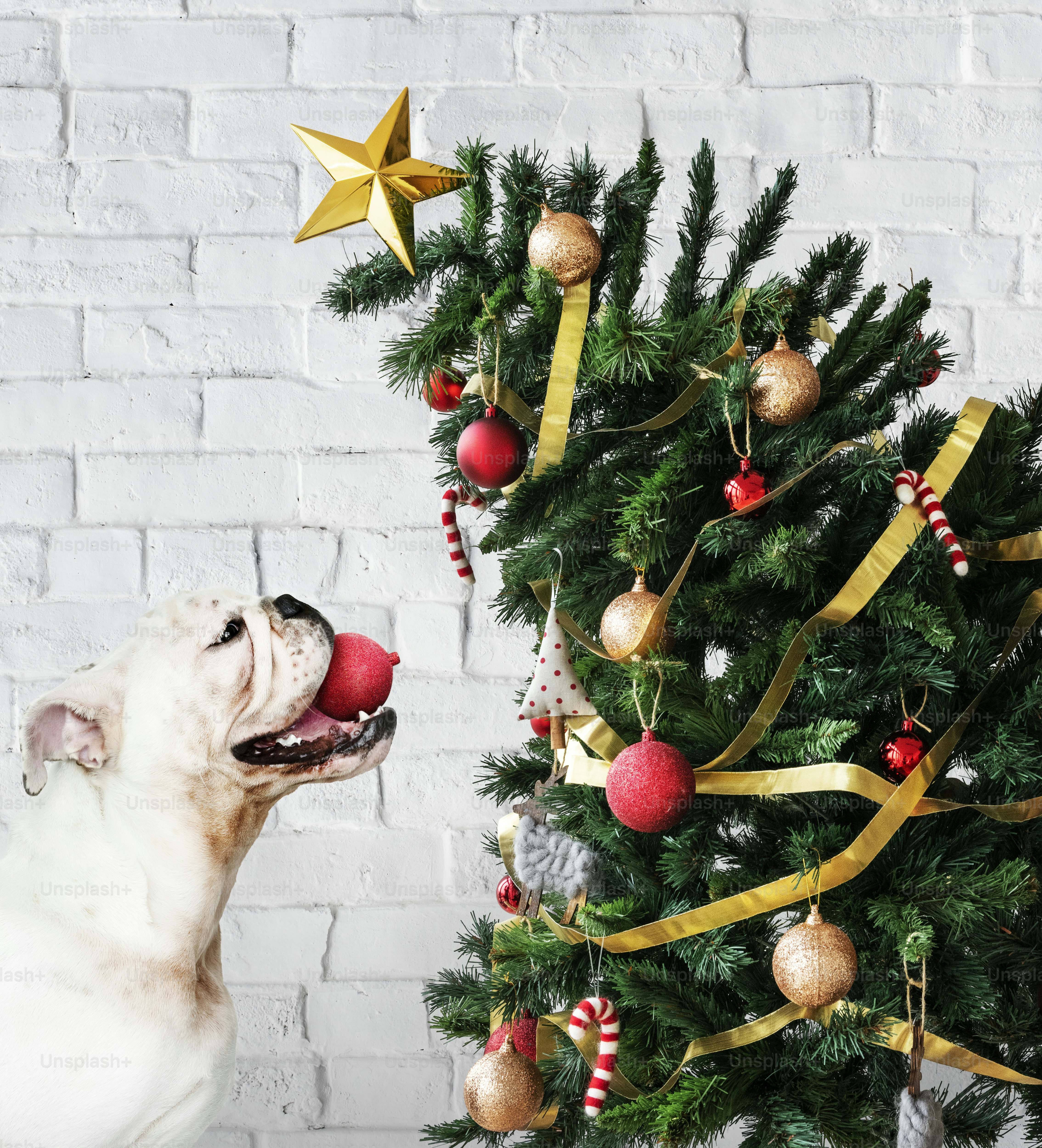 Adorable chiot bouledogue debout à côté d’un arbre de Noël