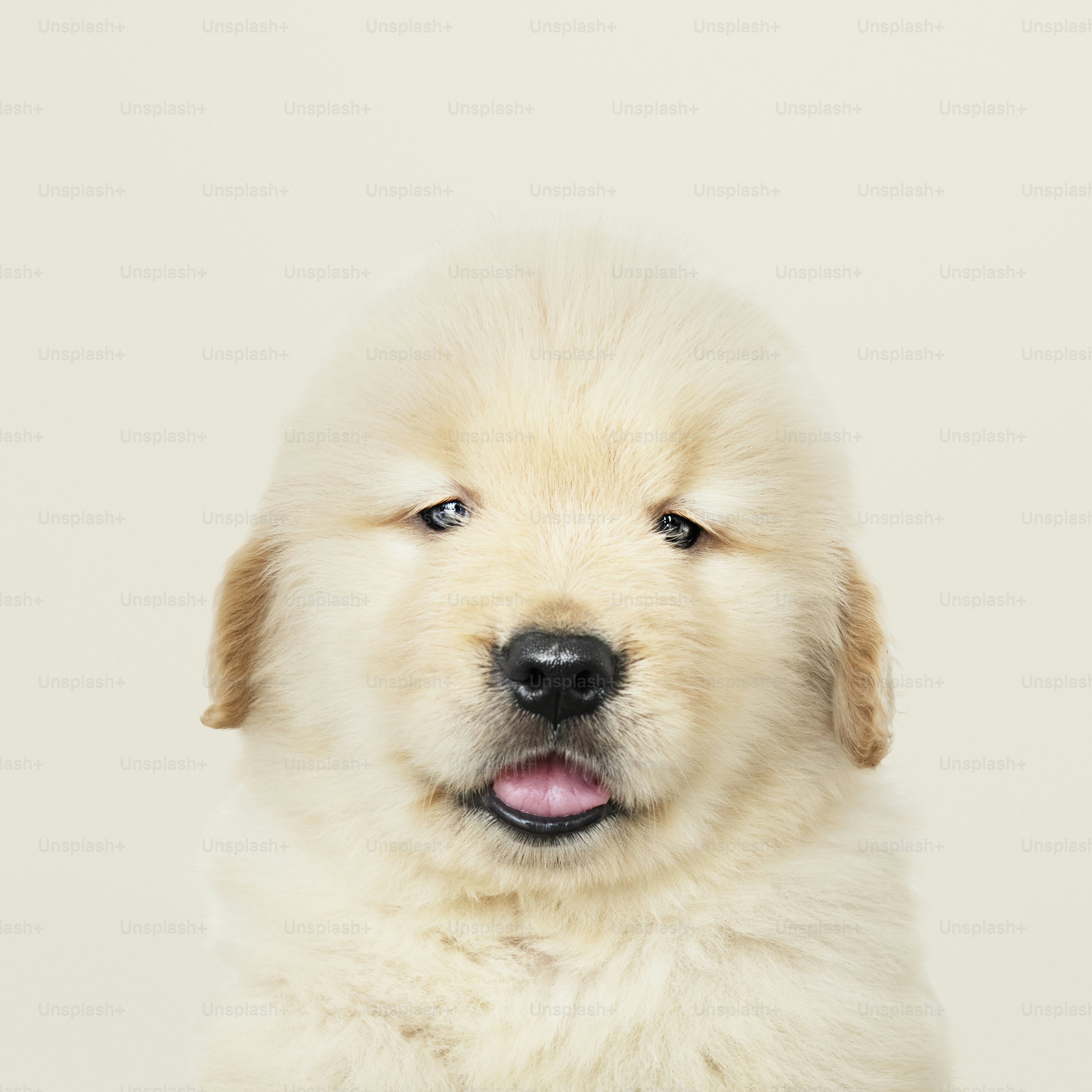 Portrait of an adorable Golden Retriever puppy