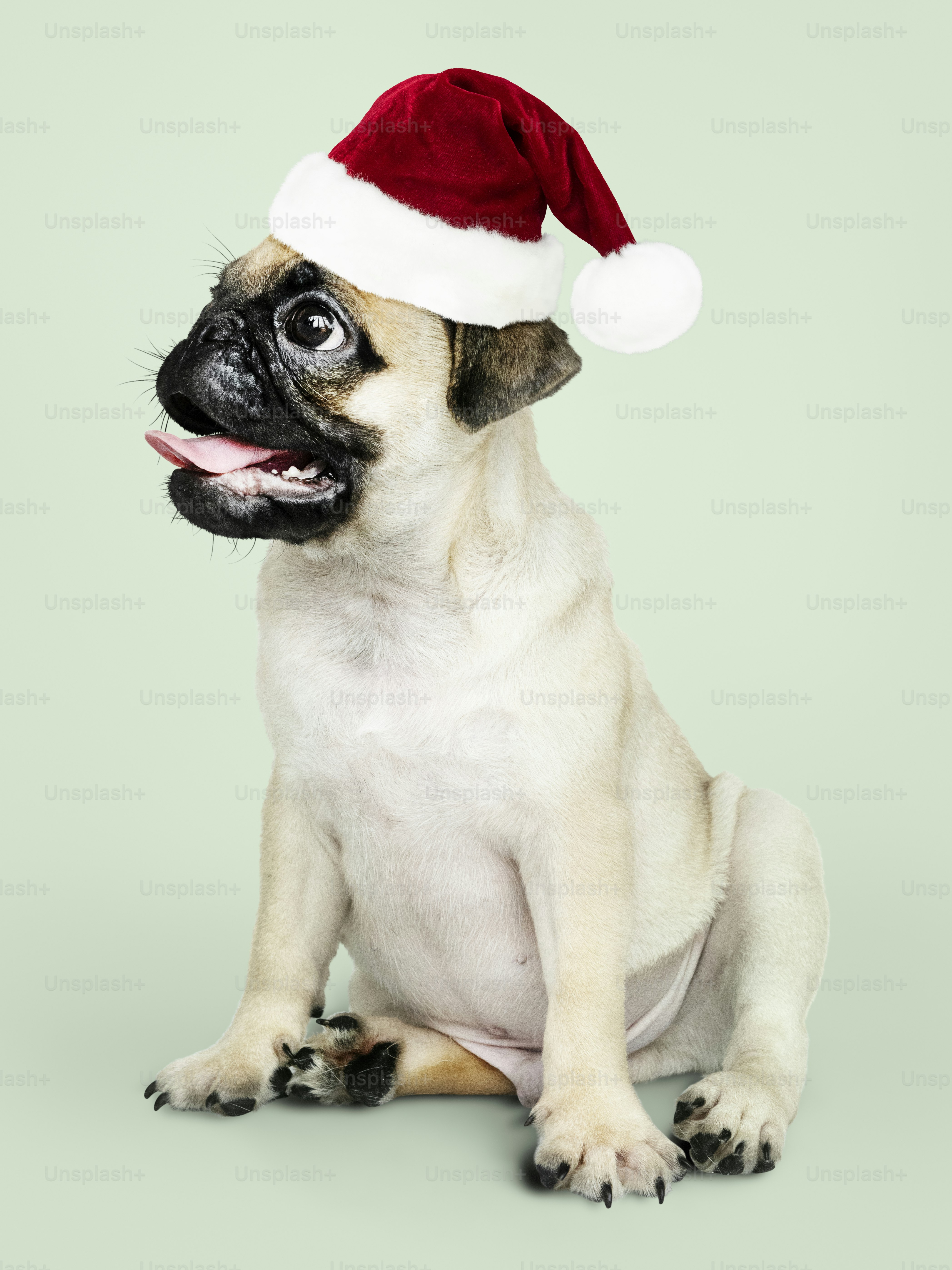 Adorable Pug puppy wearing a Christmas hat