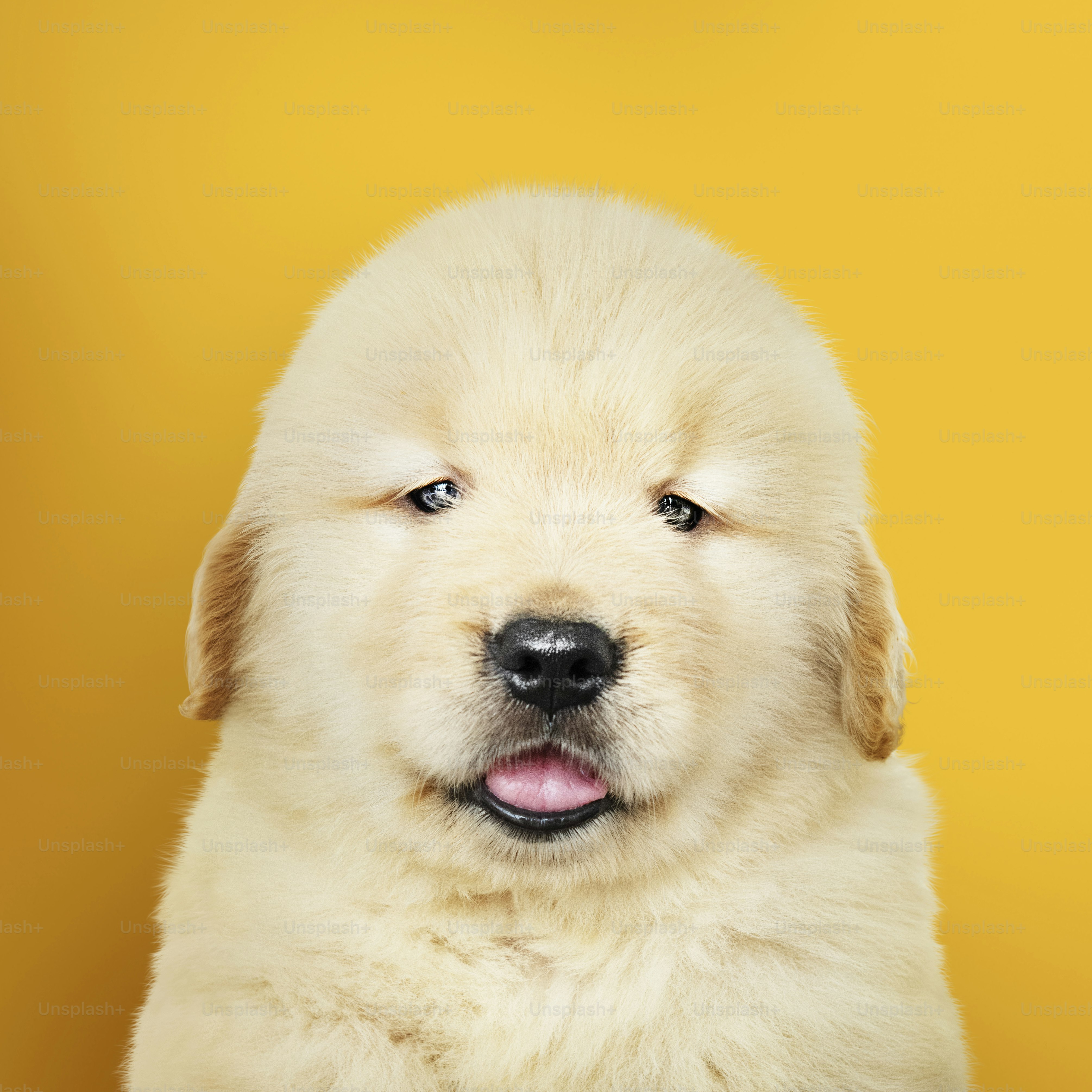 Portrait of an adorable Golden Retriever puppy