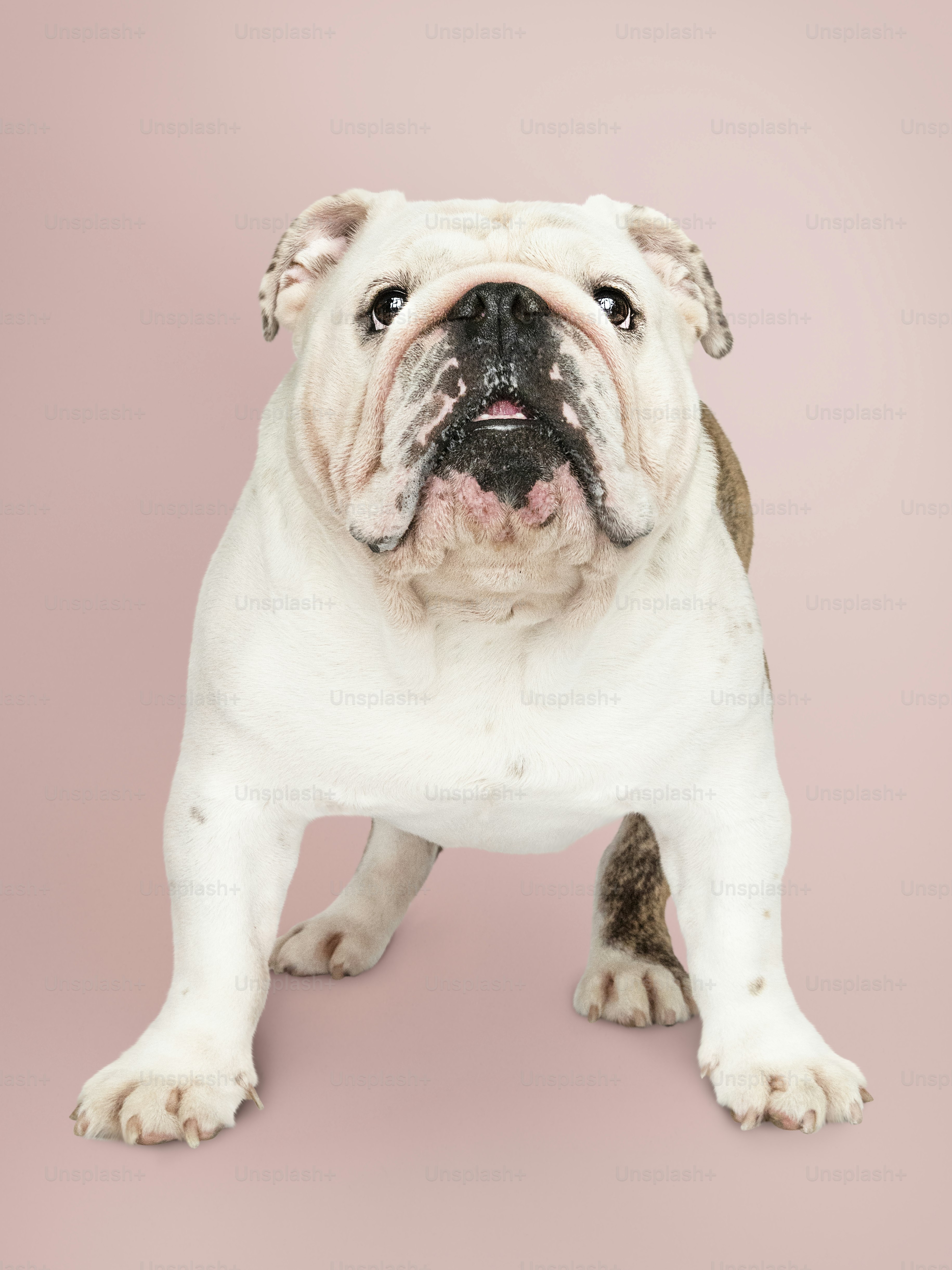 Adorable white Bulldog puppy portrait
