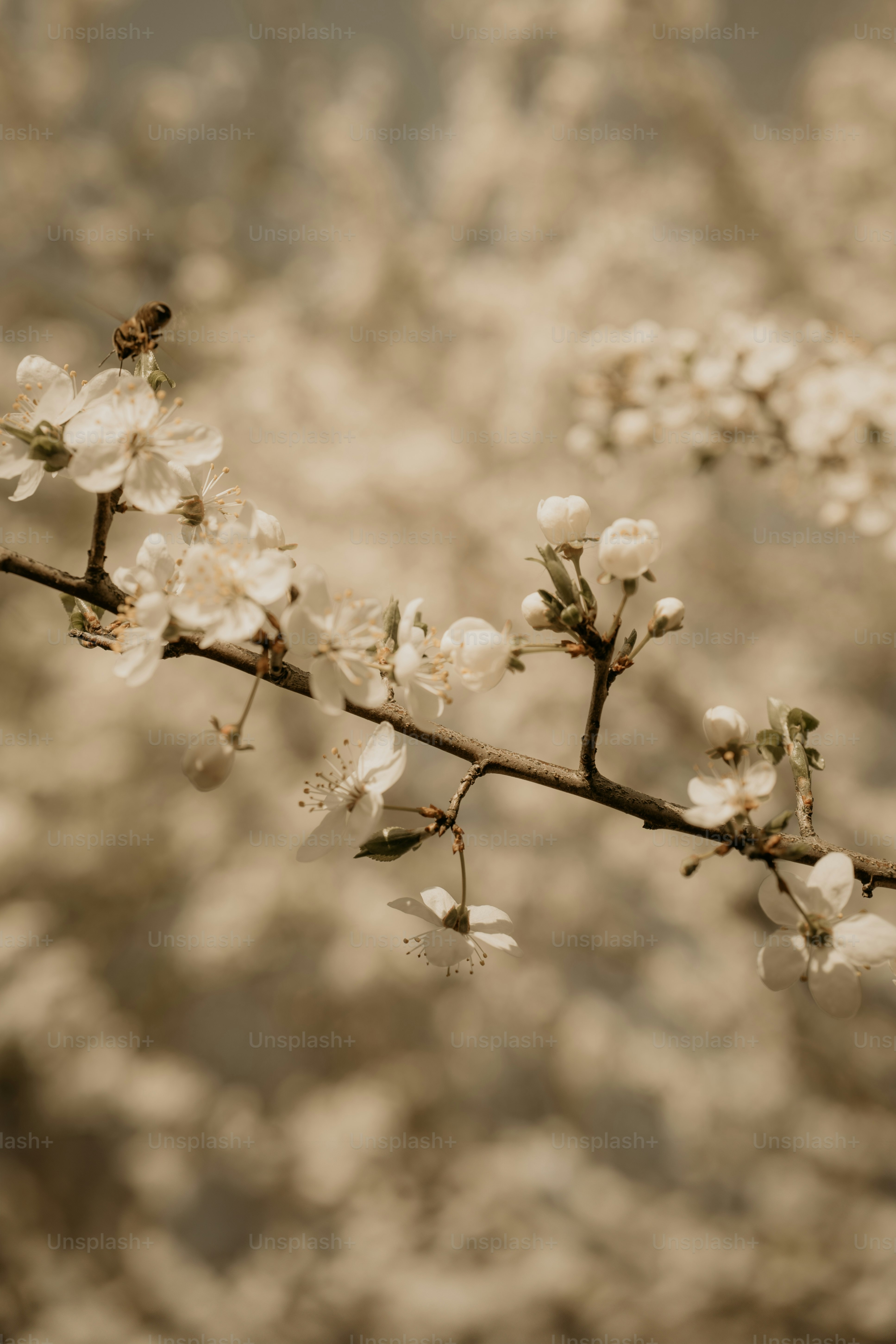 白い花と蜂が描かれた枝