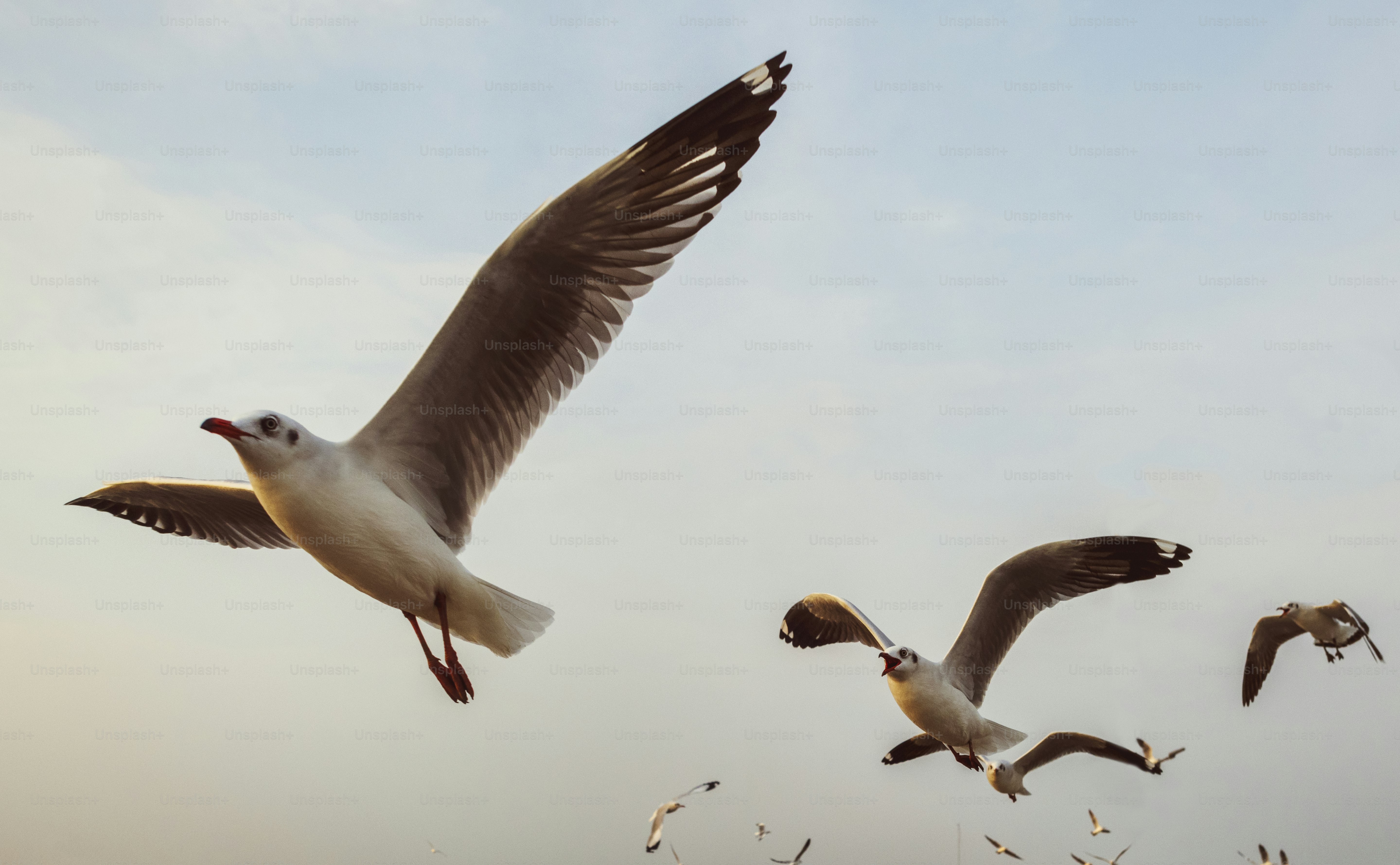 Flock of seagulls flying in the sky