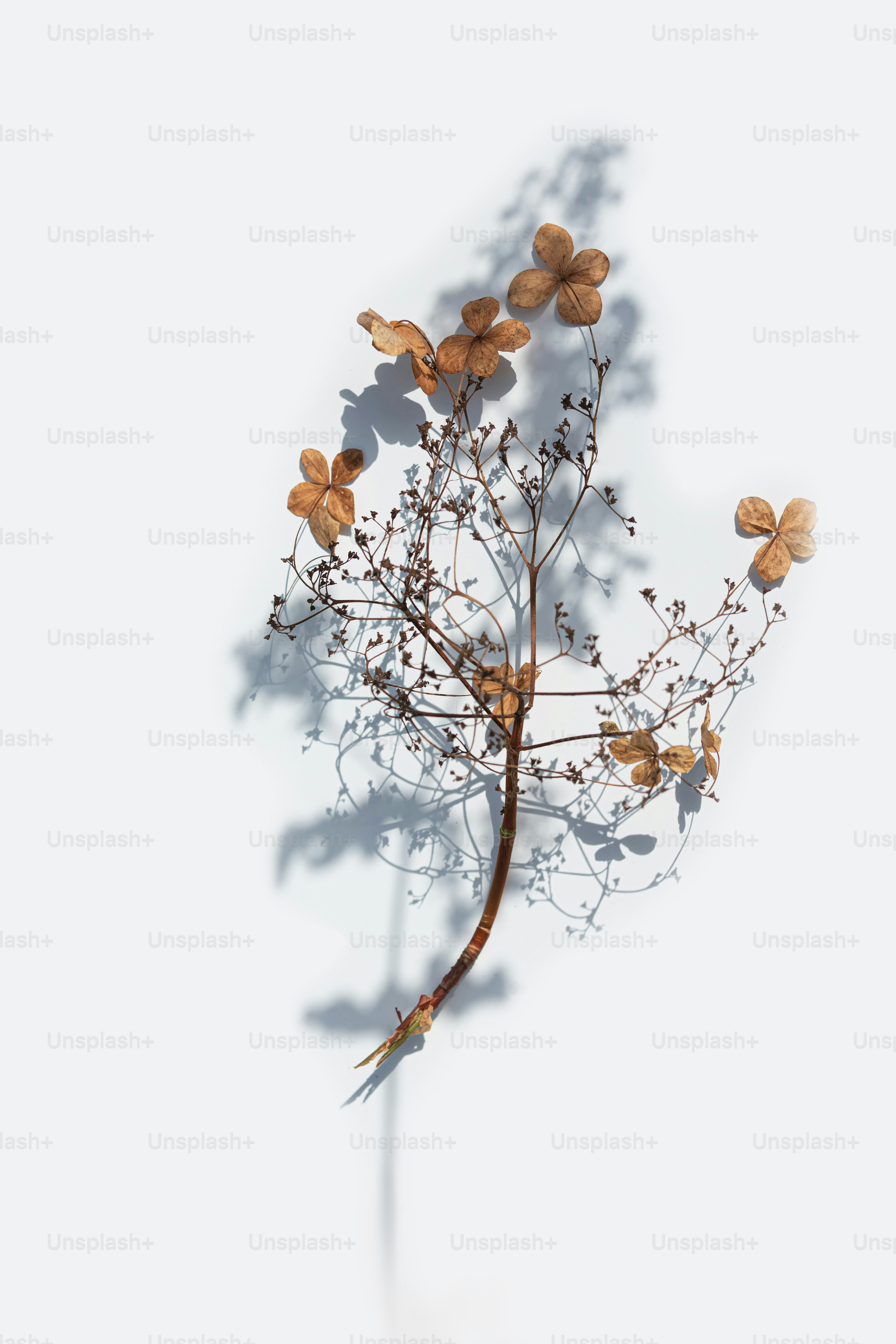 Ein Zweig mit ein paar Blumen darauf