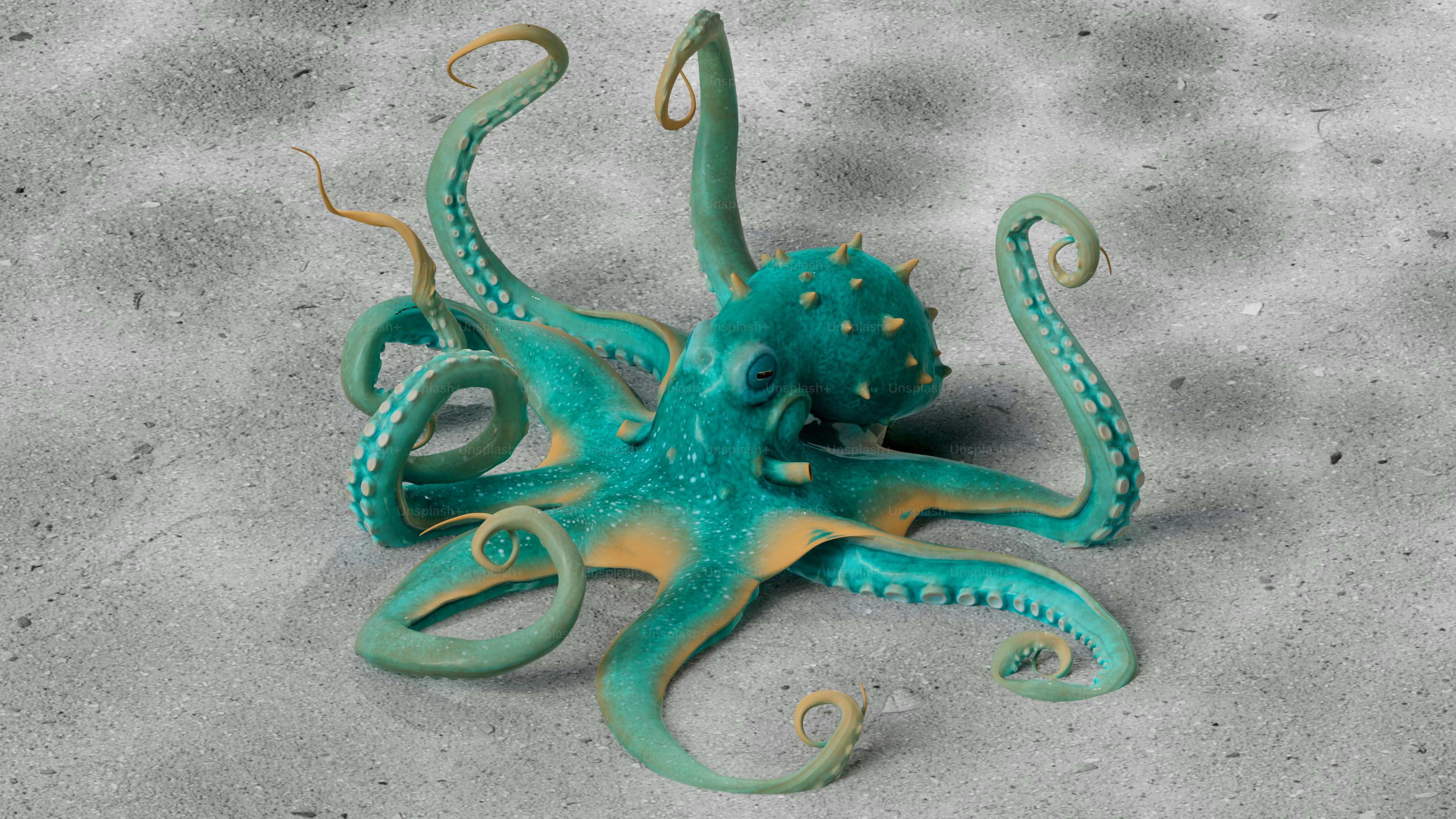 Octopus.