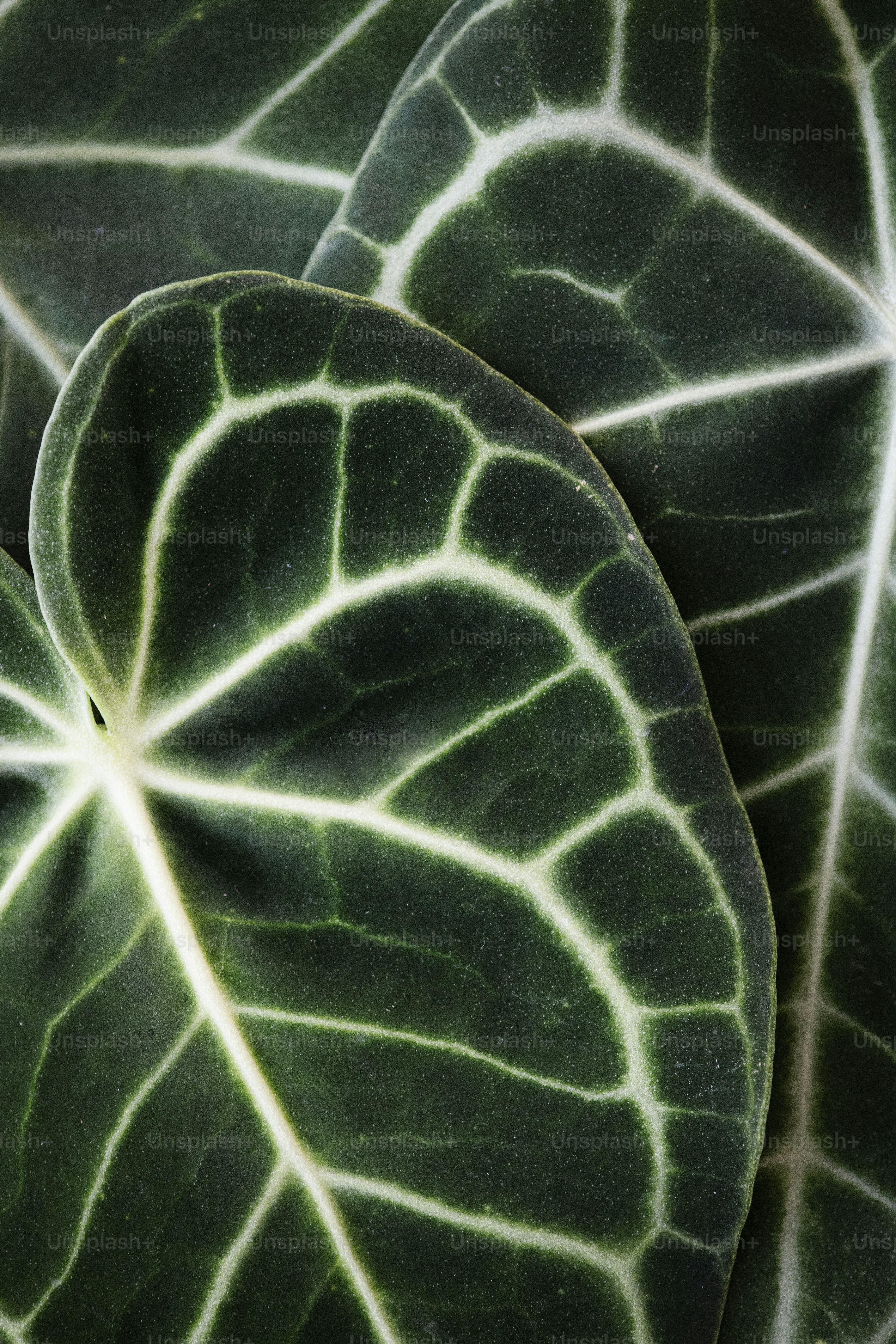 Primer plano de las hojas de Xanthosoma