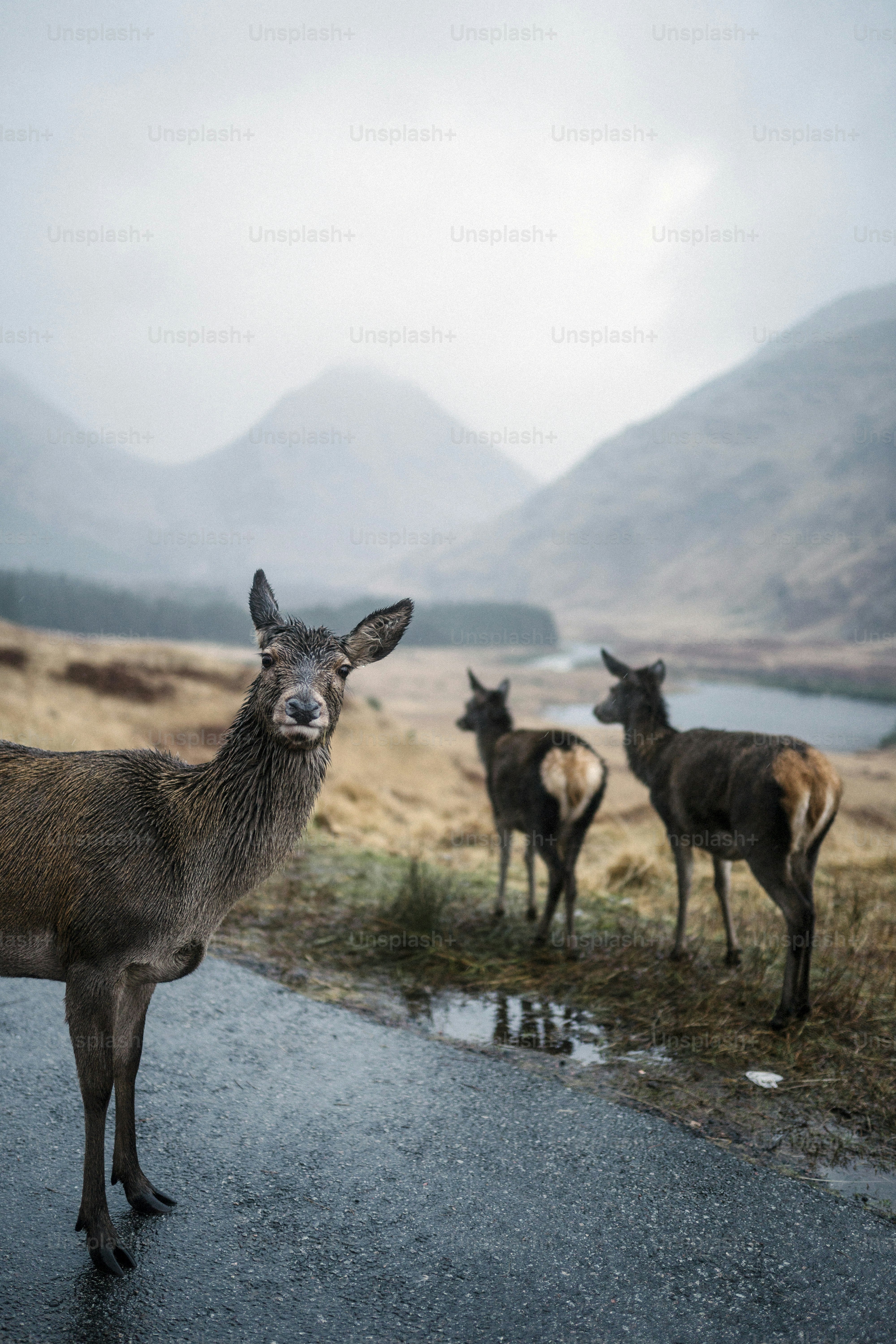 Deers on the road at Glen Etive, Scotland
