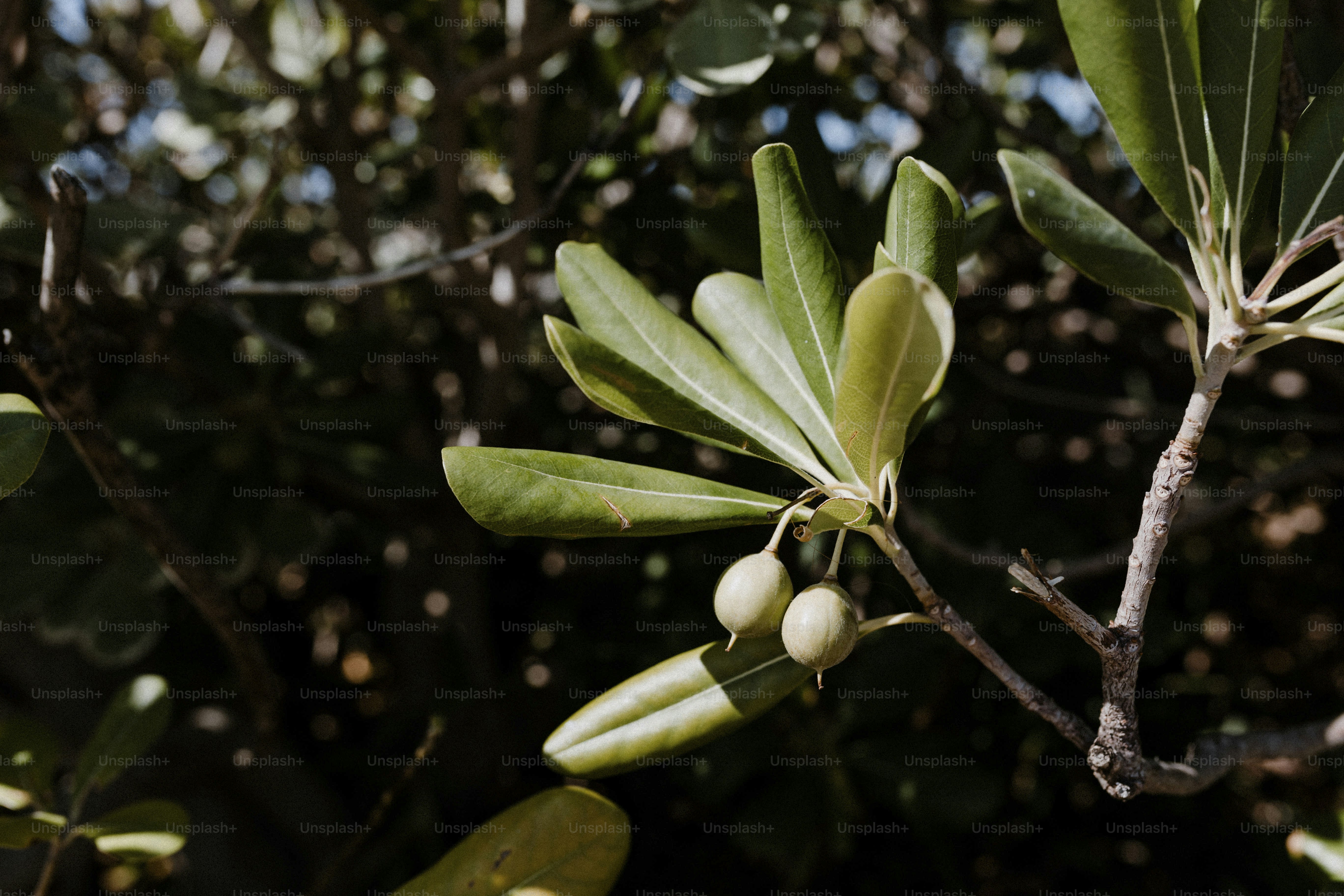 Olives russes cultivées sur une branche
