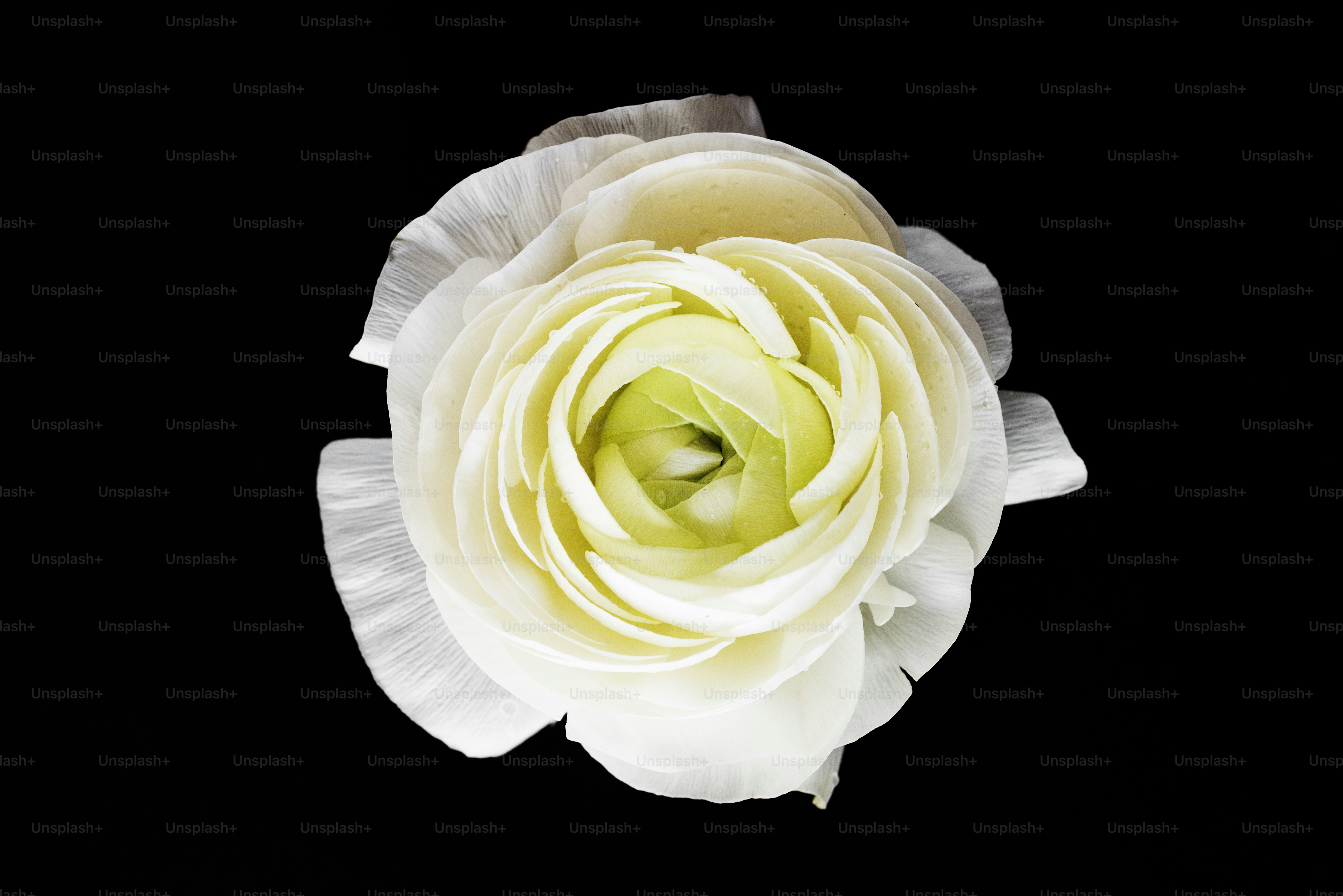 Primer plano de la rosa blanca en flor