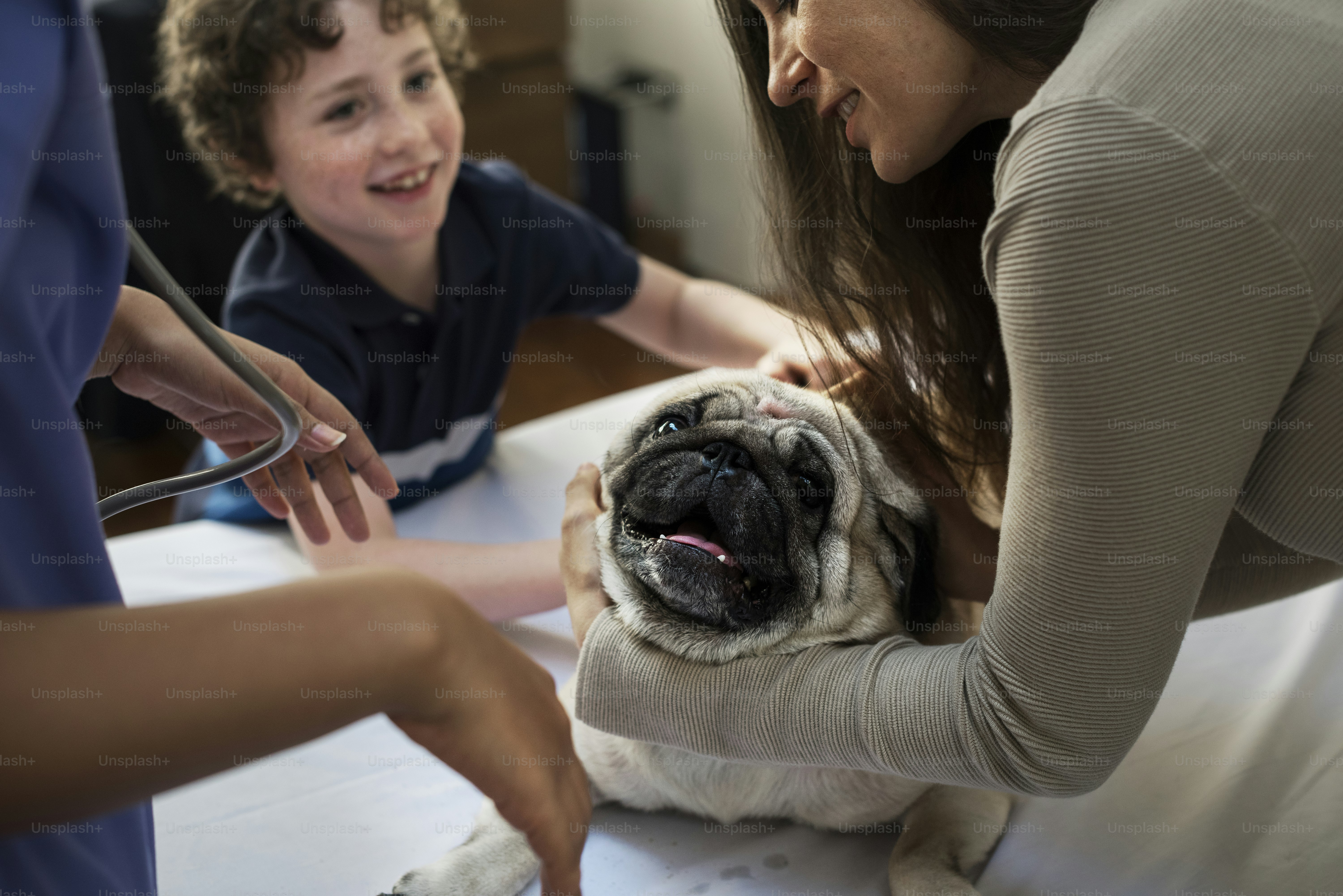 Dog at pet hospital