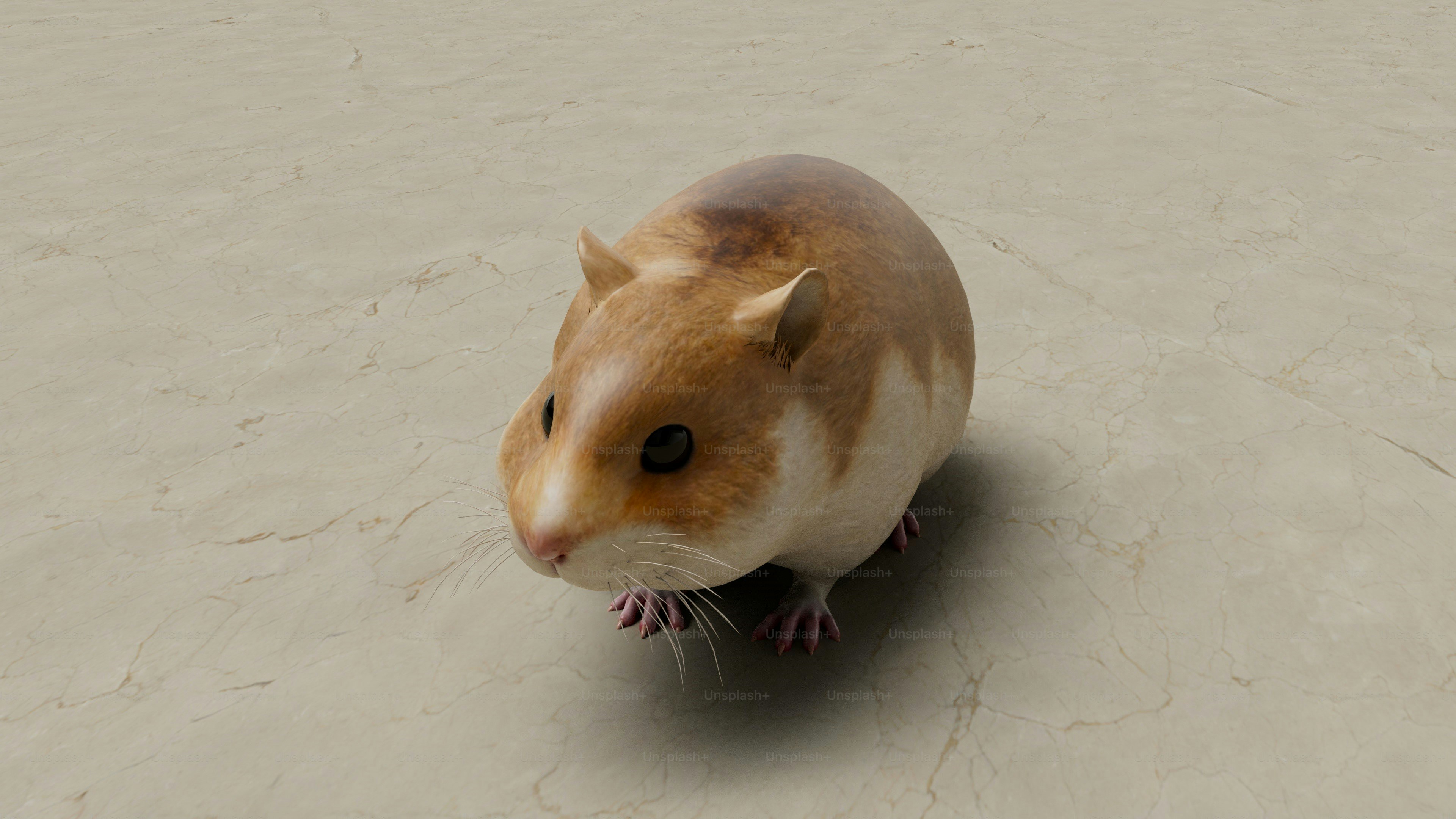A brown and white hamster sitting on top of a white floor