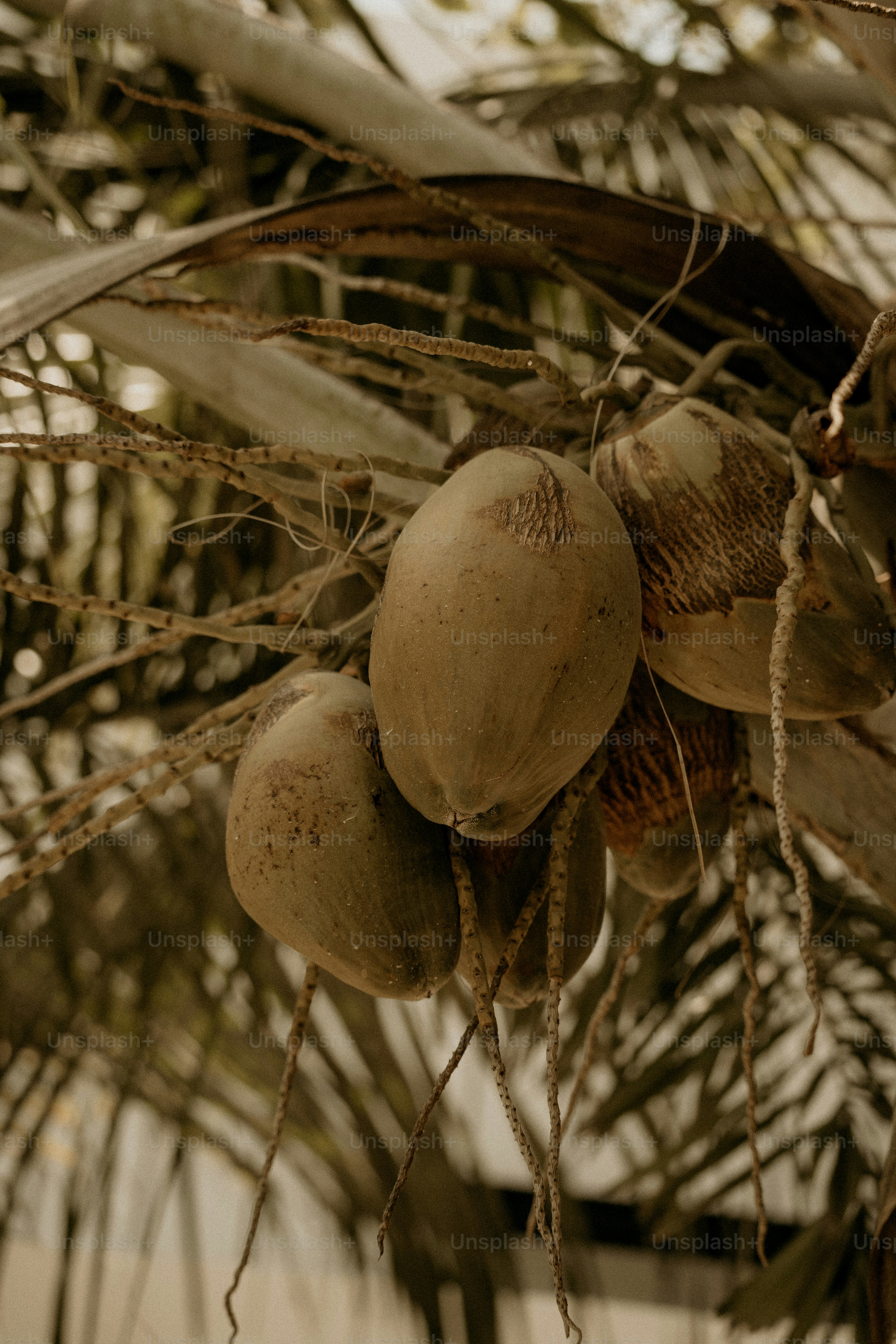 A bunch of fruit hanging from a tree