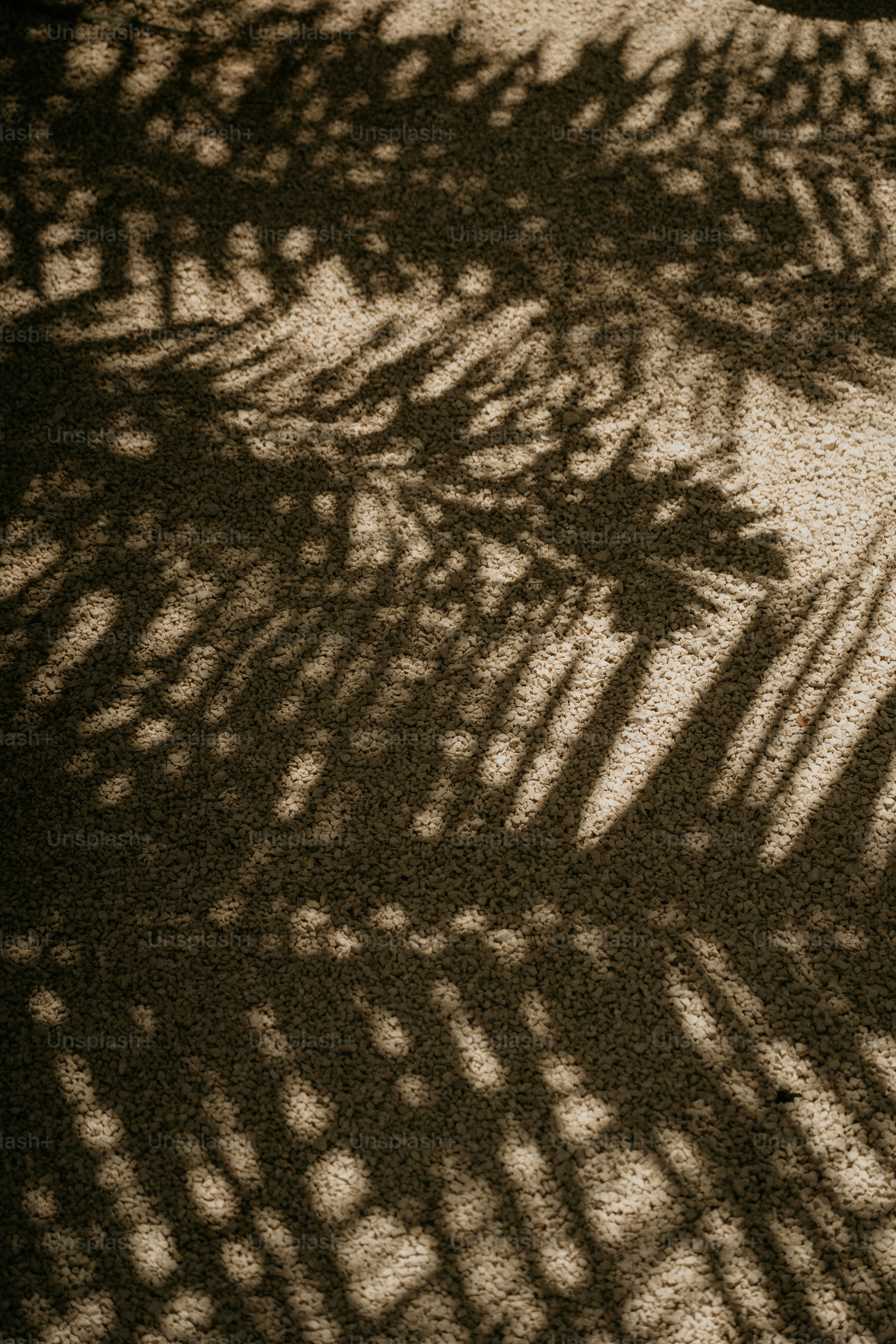 A shadow of a tree on the ground