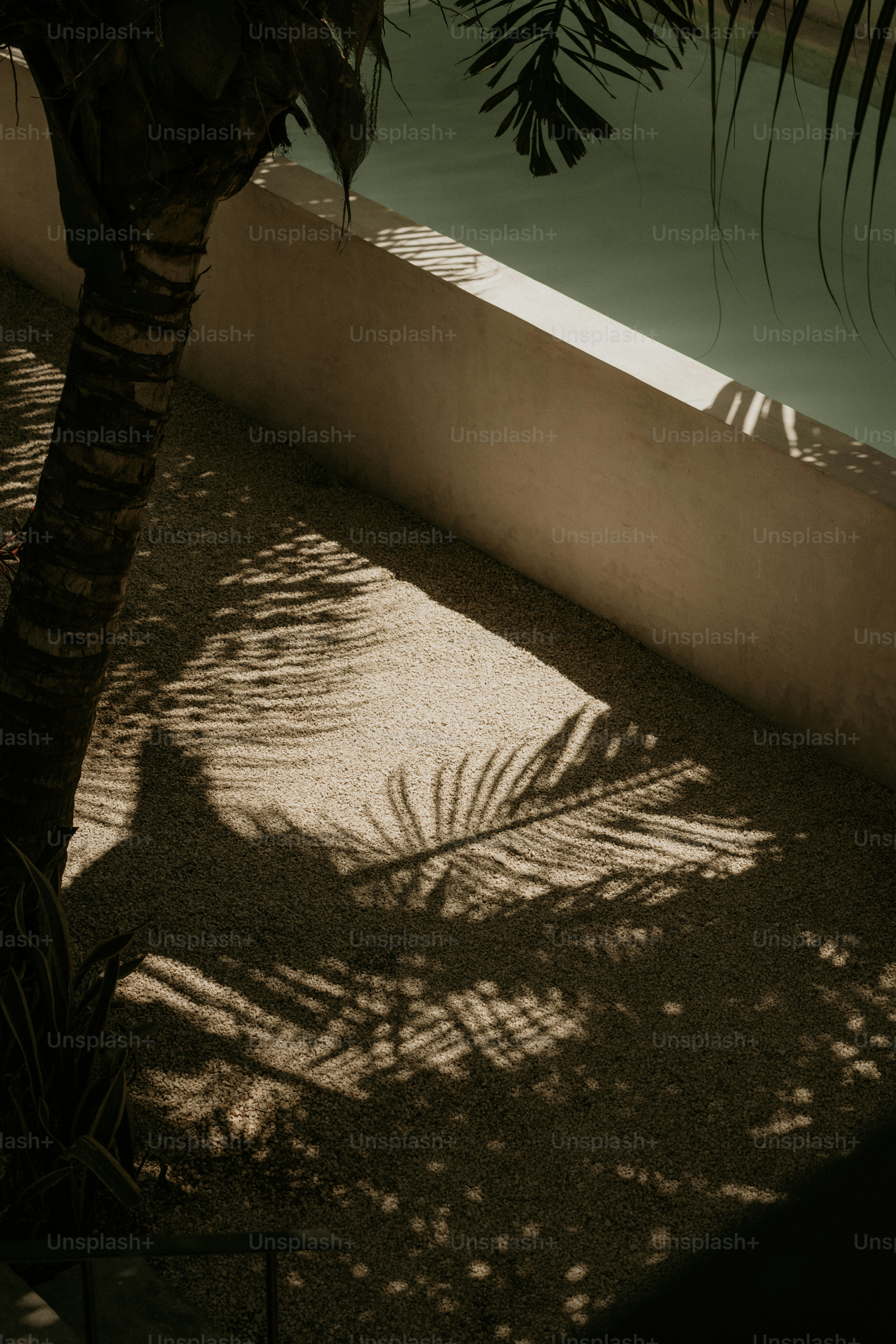 A palm tree casts a shadow on a wall