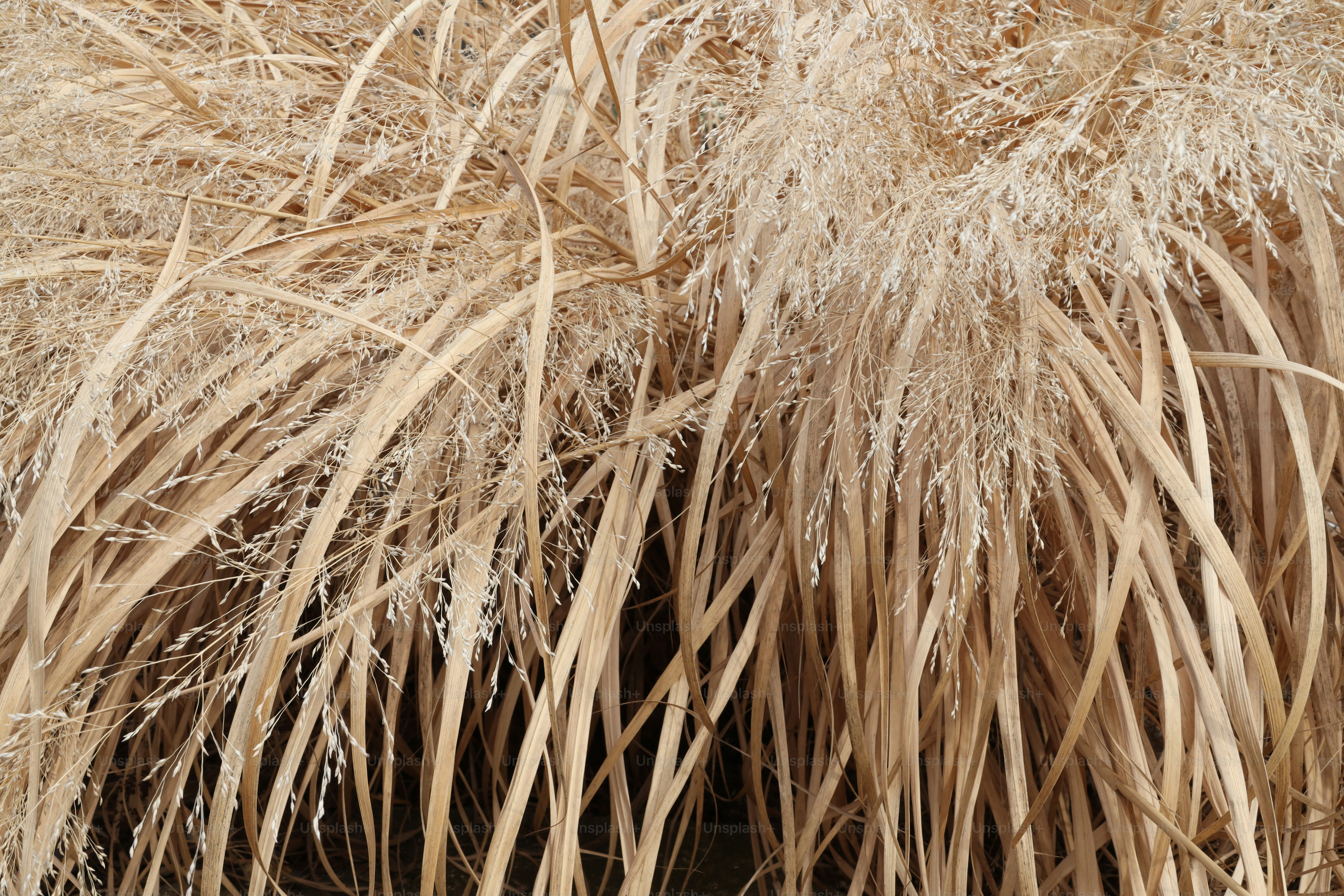 Un primo piano di un mucchio di erba secca