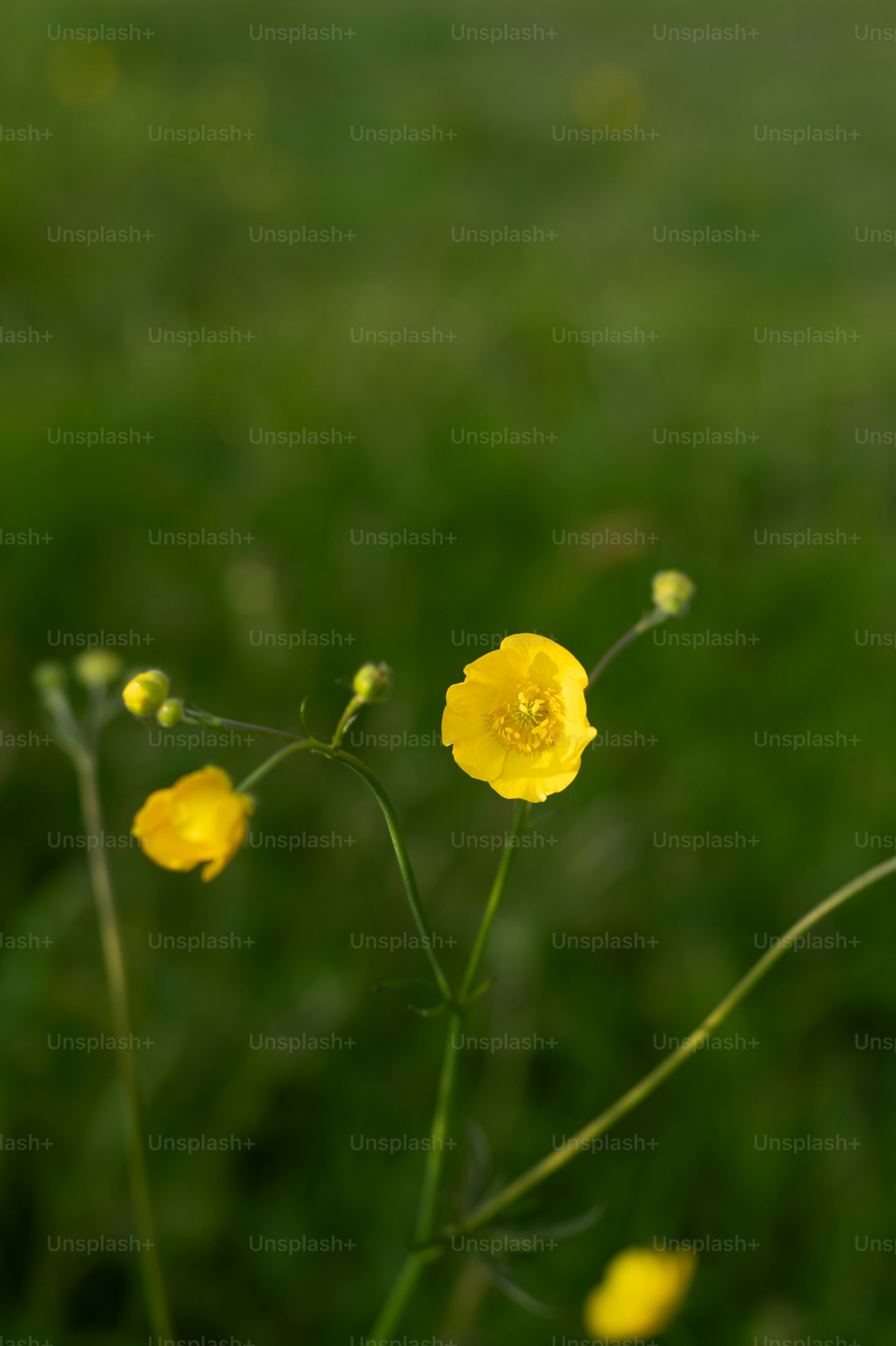 A close up of some yellow flowers in a field