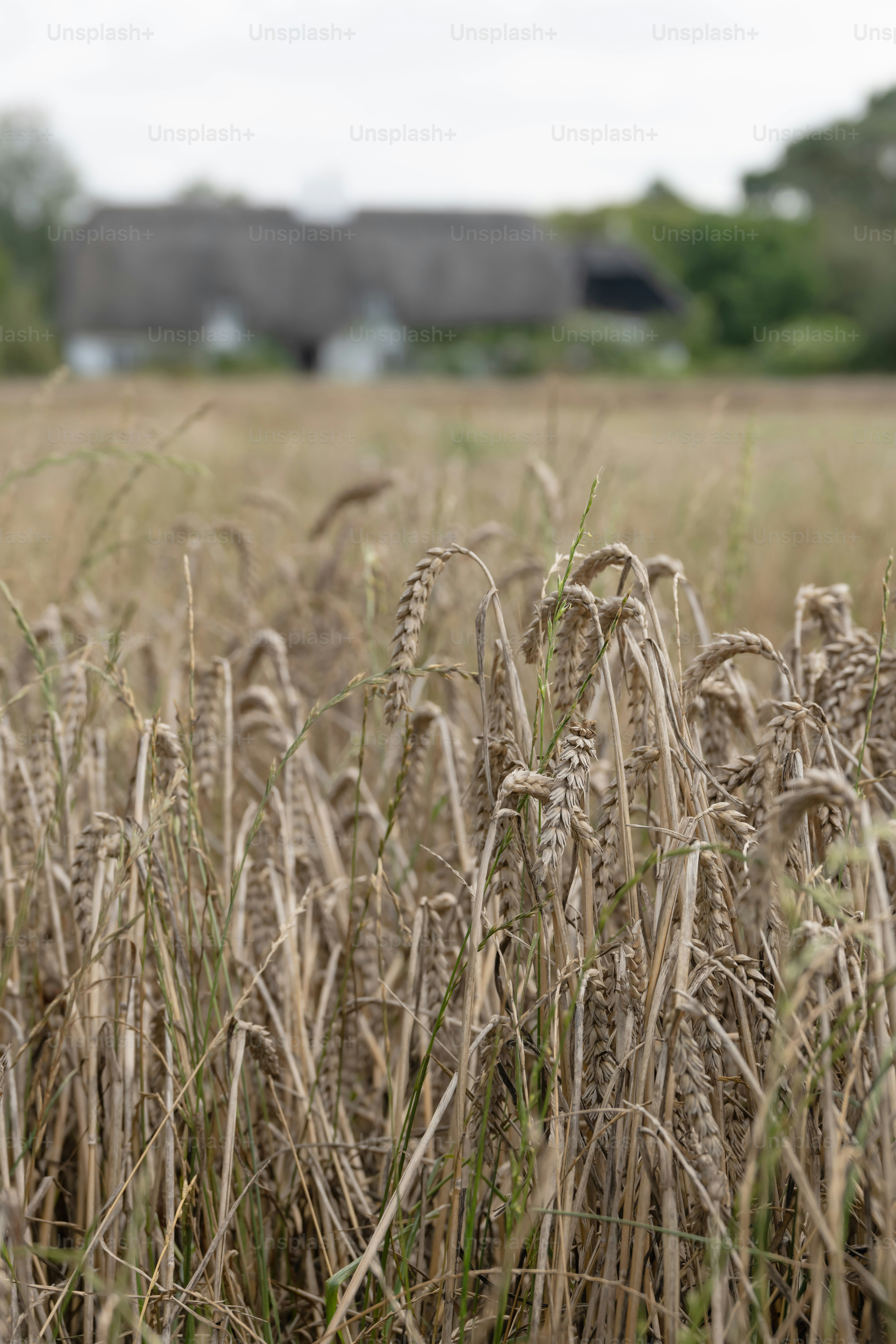 A field of tall grass with a house in the background