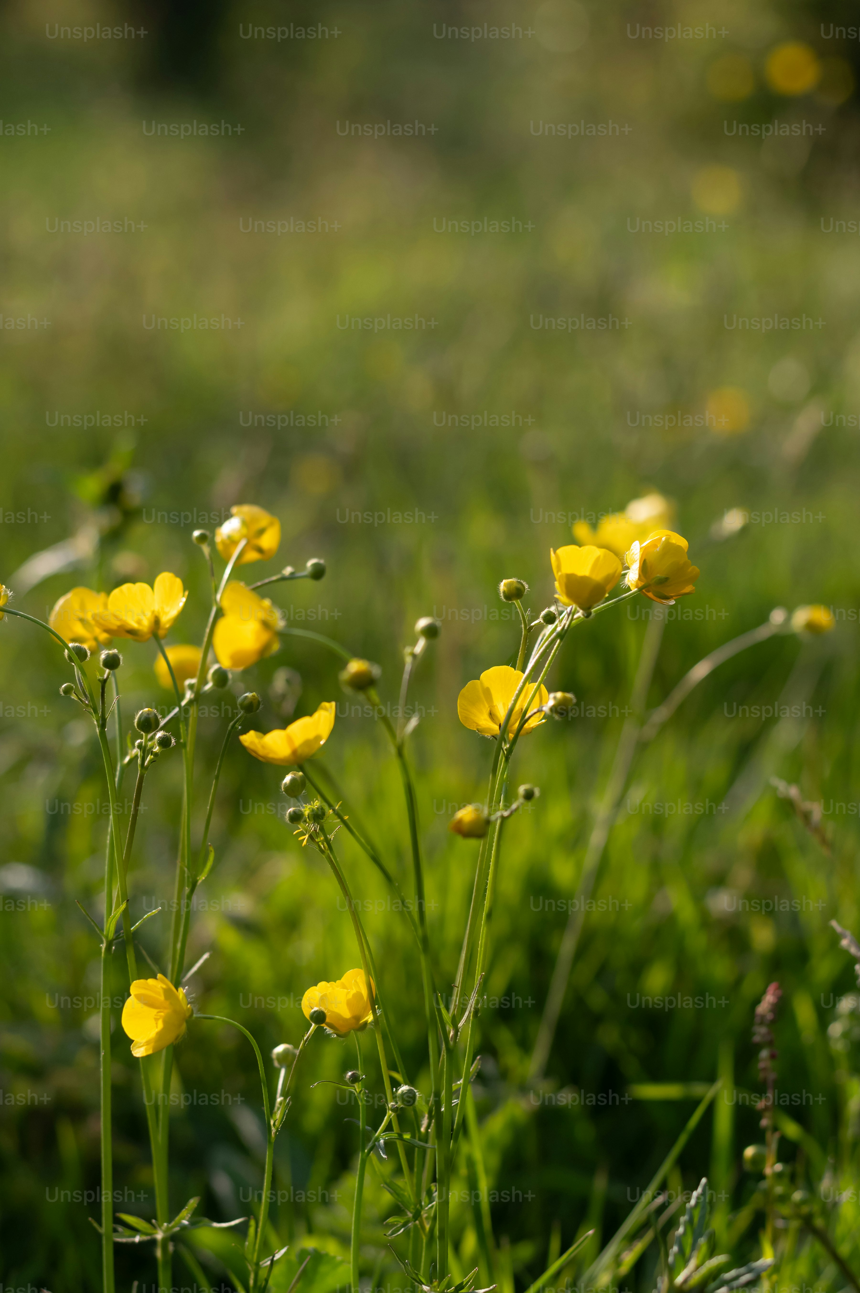Una flor amarilla en un campo de flores amarillas foto – Imagen de Flor  gratuita en Unsplash, image size:3000x4507
