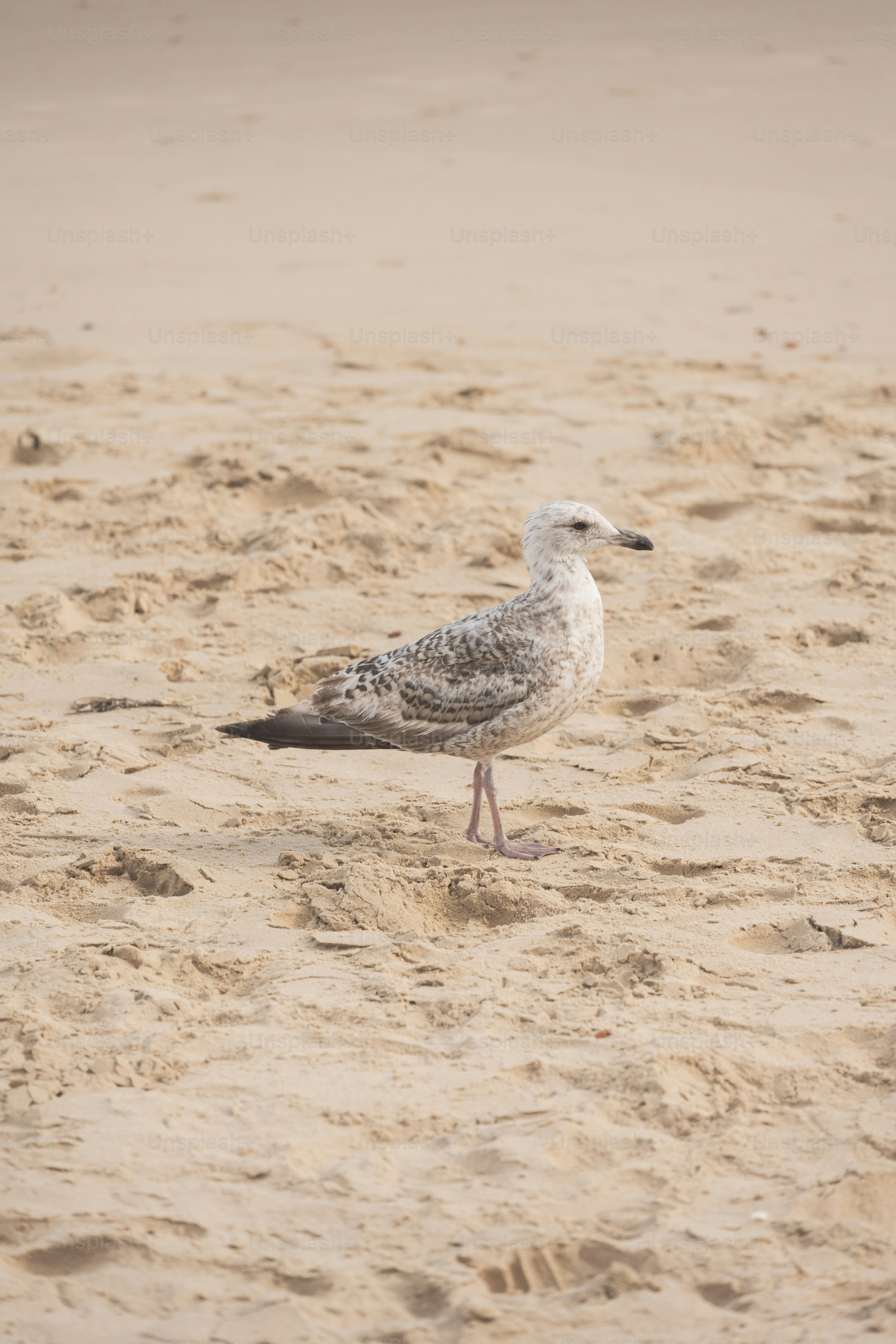 A seagull standing in the sand on a beach