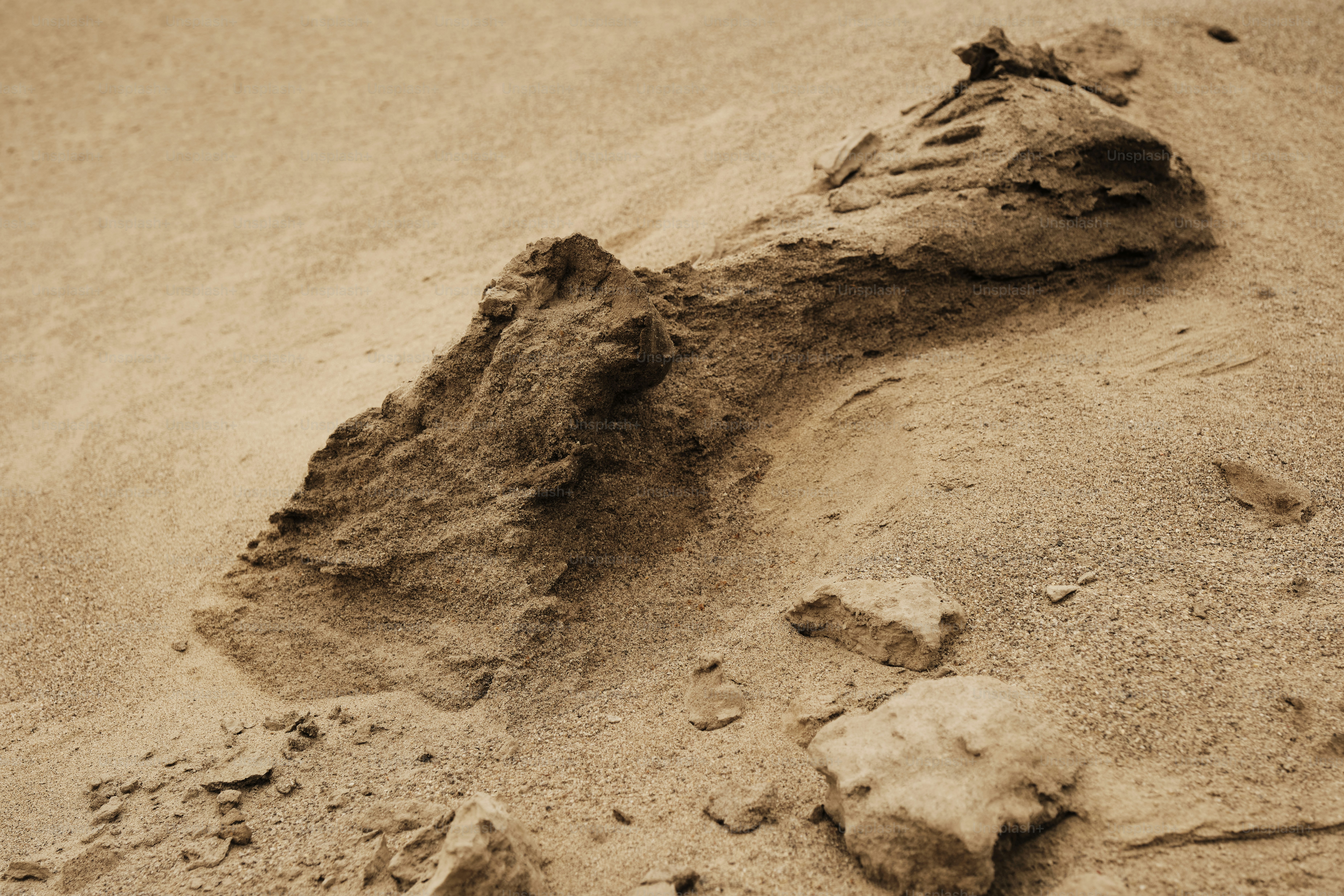 Una scultura di sabbia di un uccello su una spiaggia