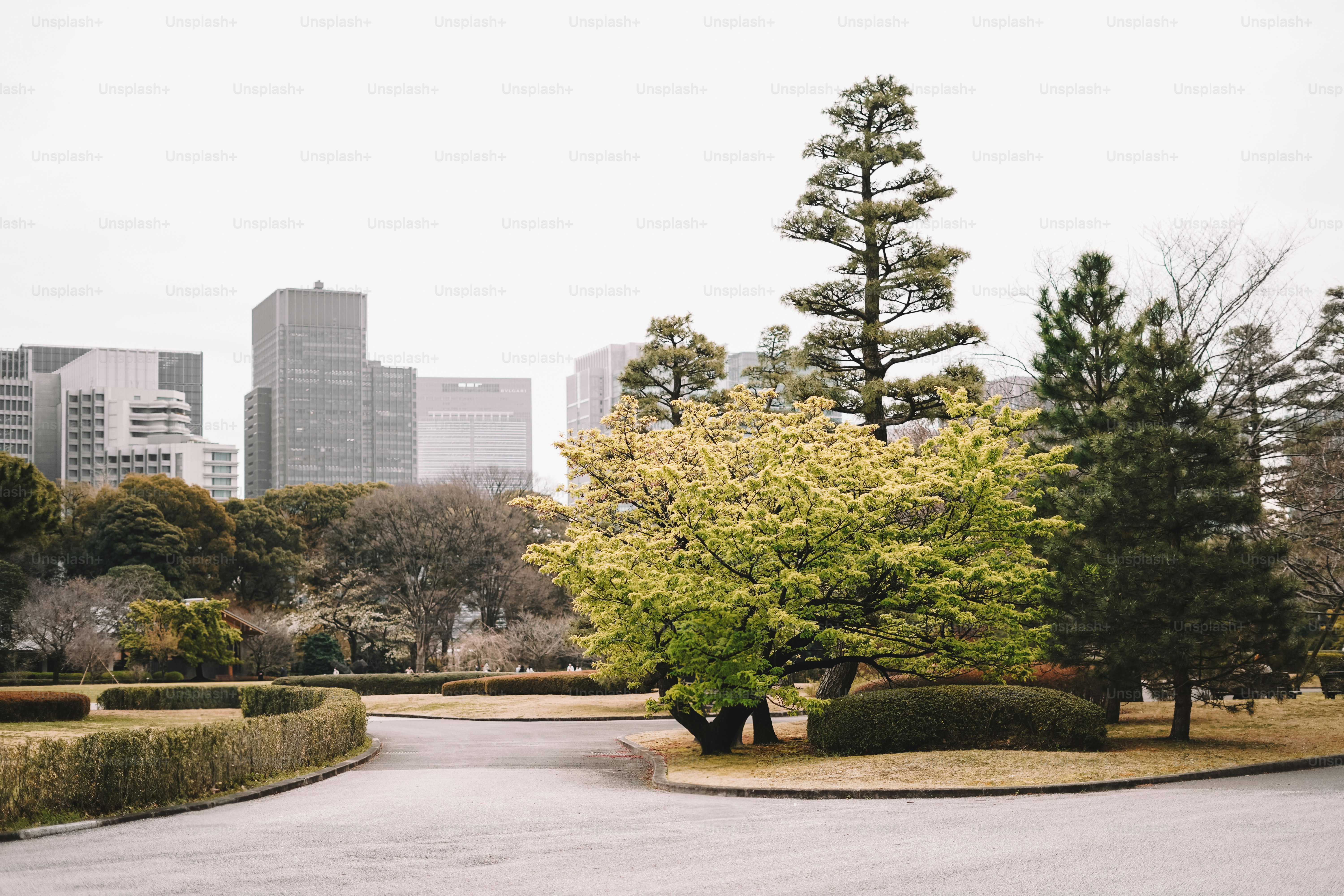 Un camino pavimentado con árboles y arbustos en un parque de la ciudad