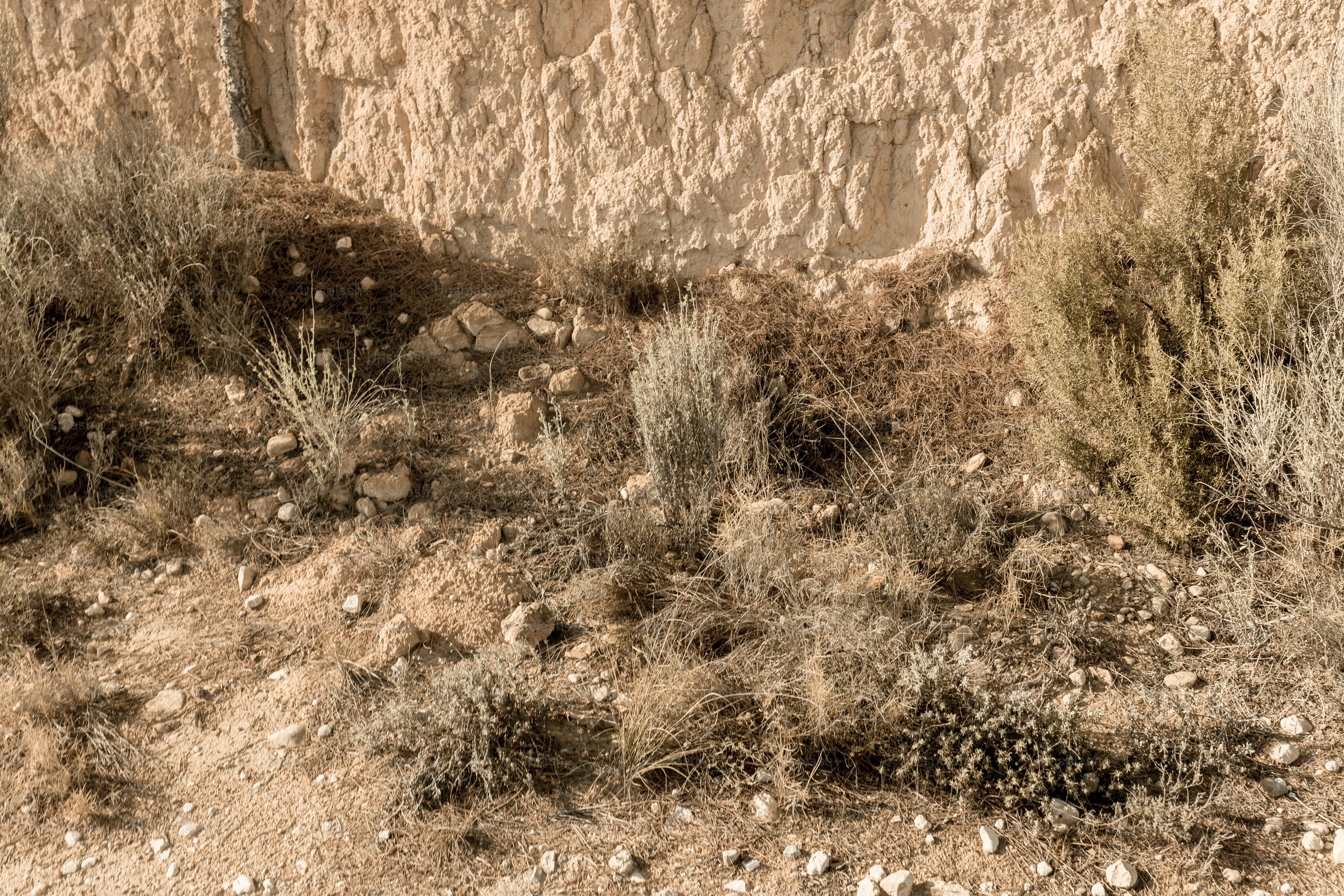Un oso pardo de pie en la cima de una ladera cubierta de hierba seca