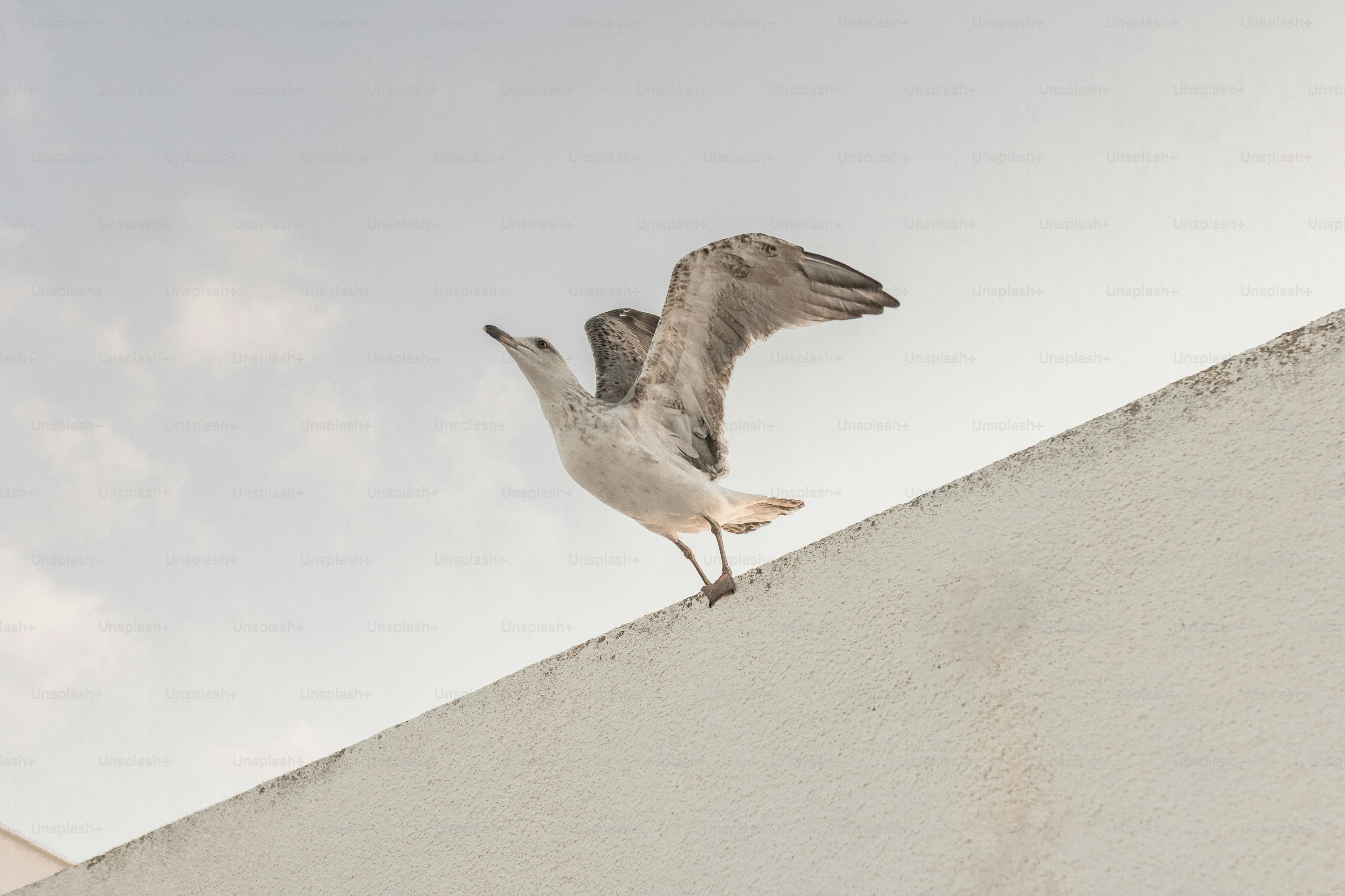 Una gaviota está parada en el borde de una pared