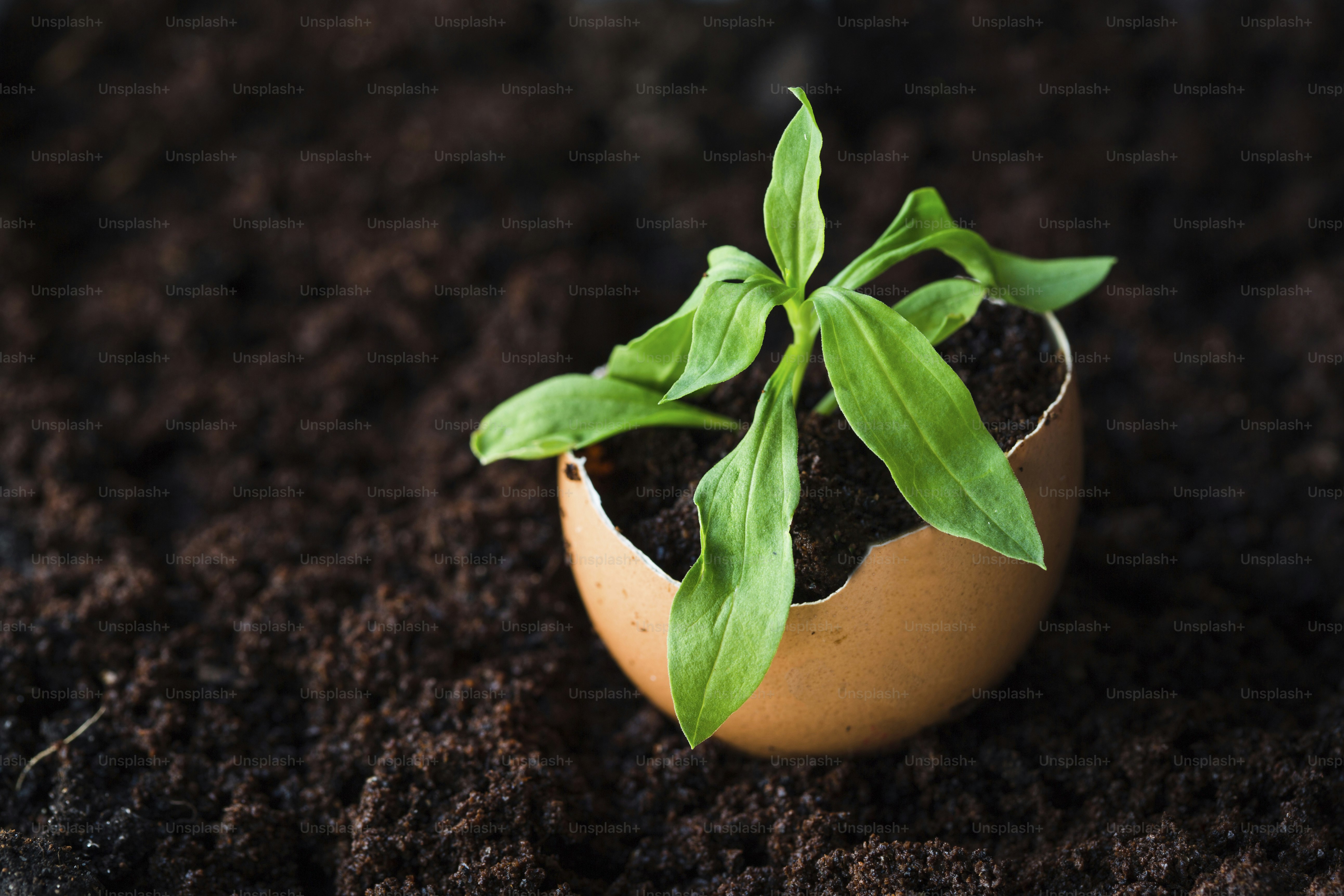 A plant is growing out of a small egg shell