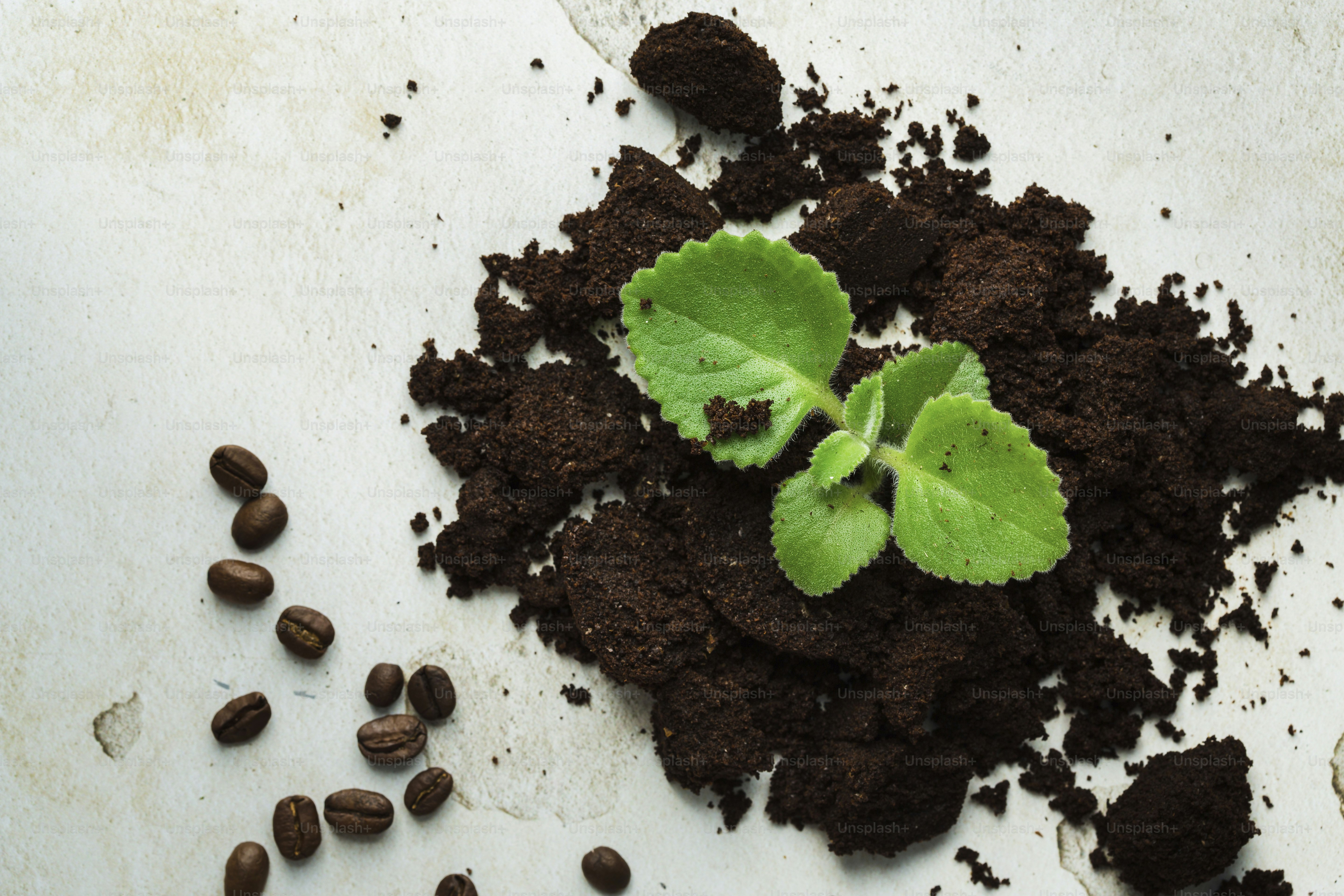 A pile of dirt with a plant growing out of it