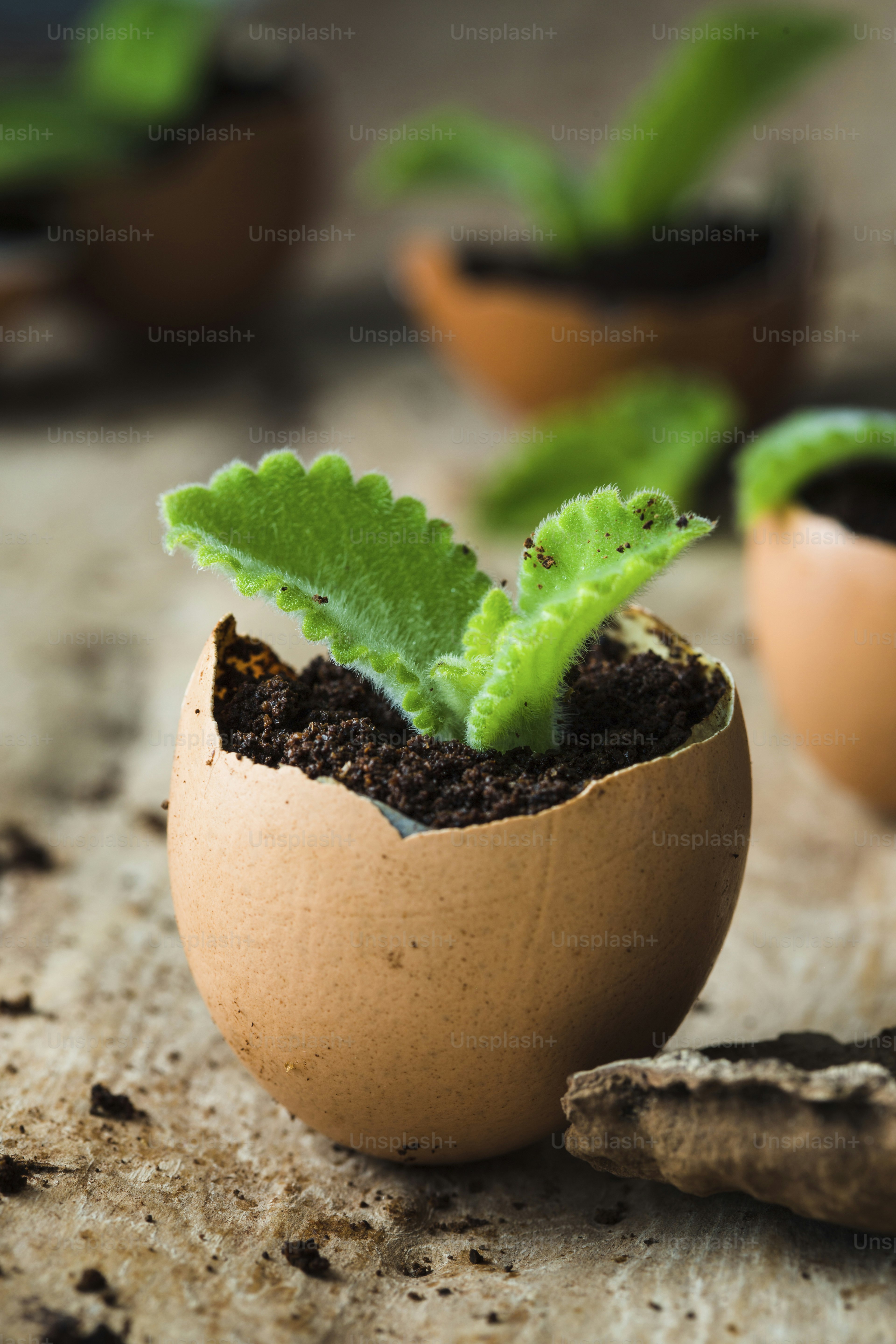 A plant is growing out of an egg shell