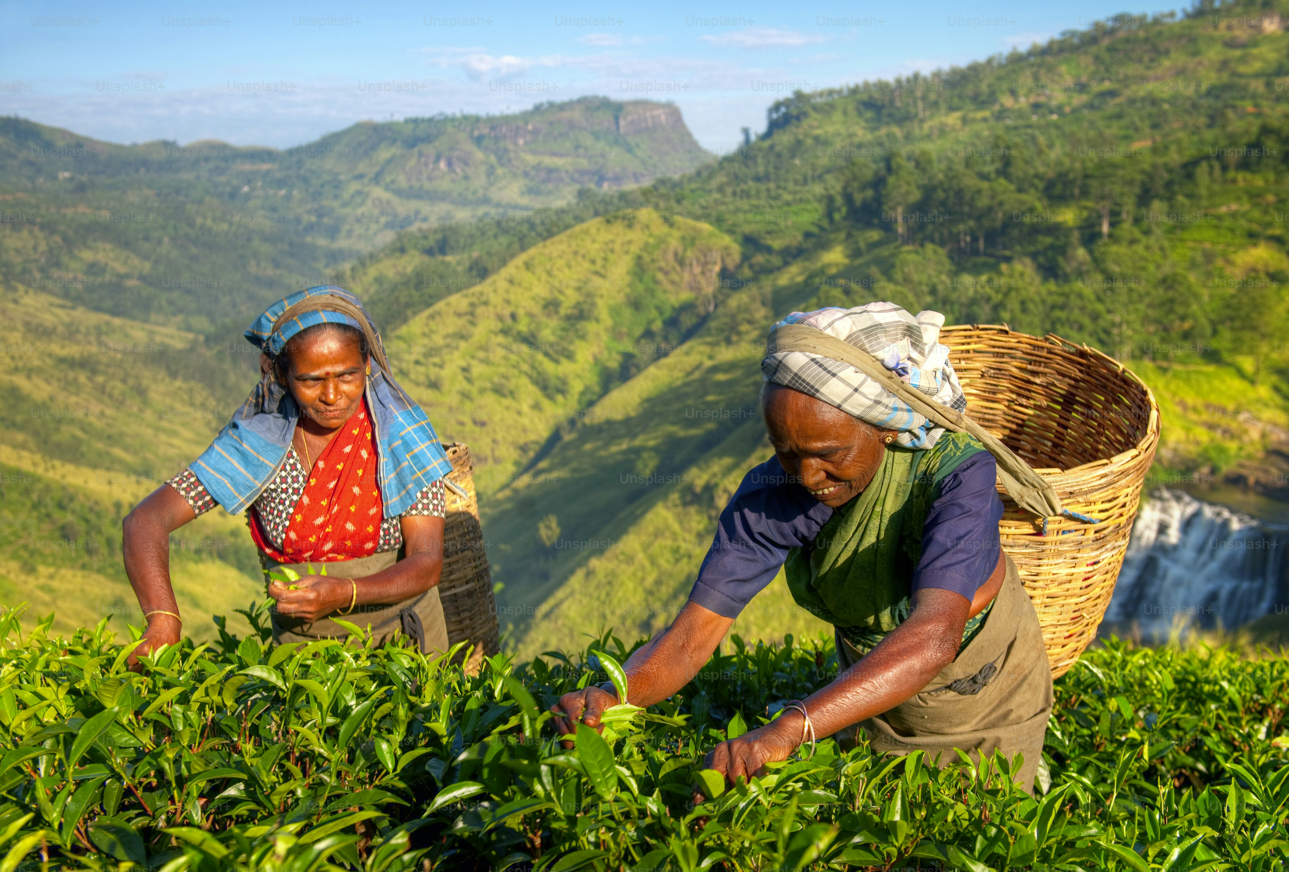 Darjeeling farmer