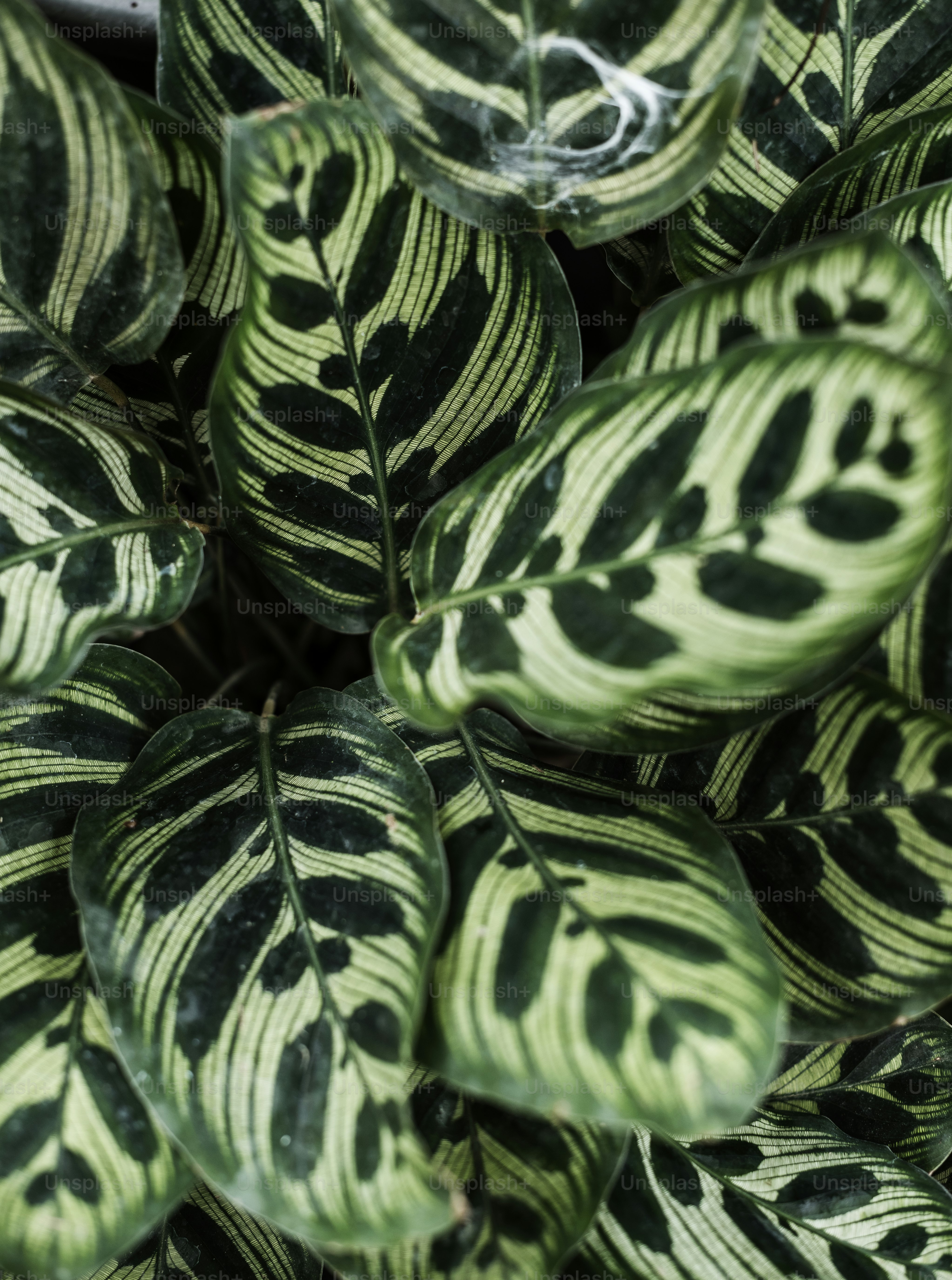 Closeup image of leaves