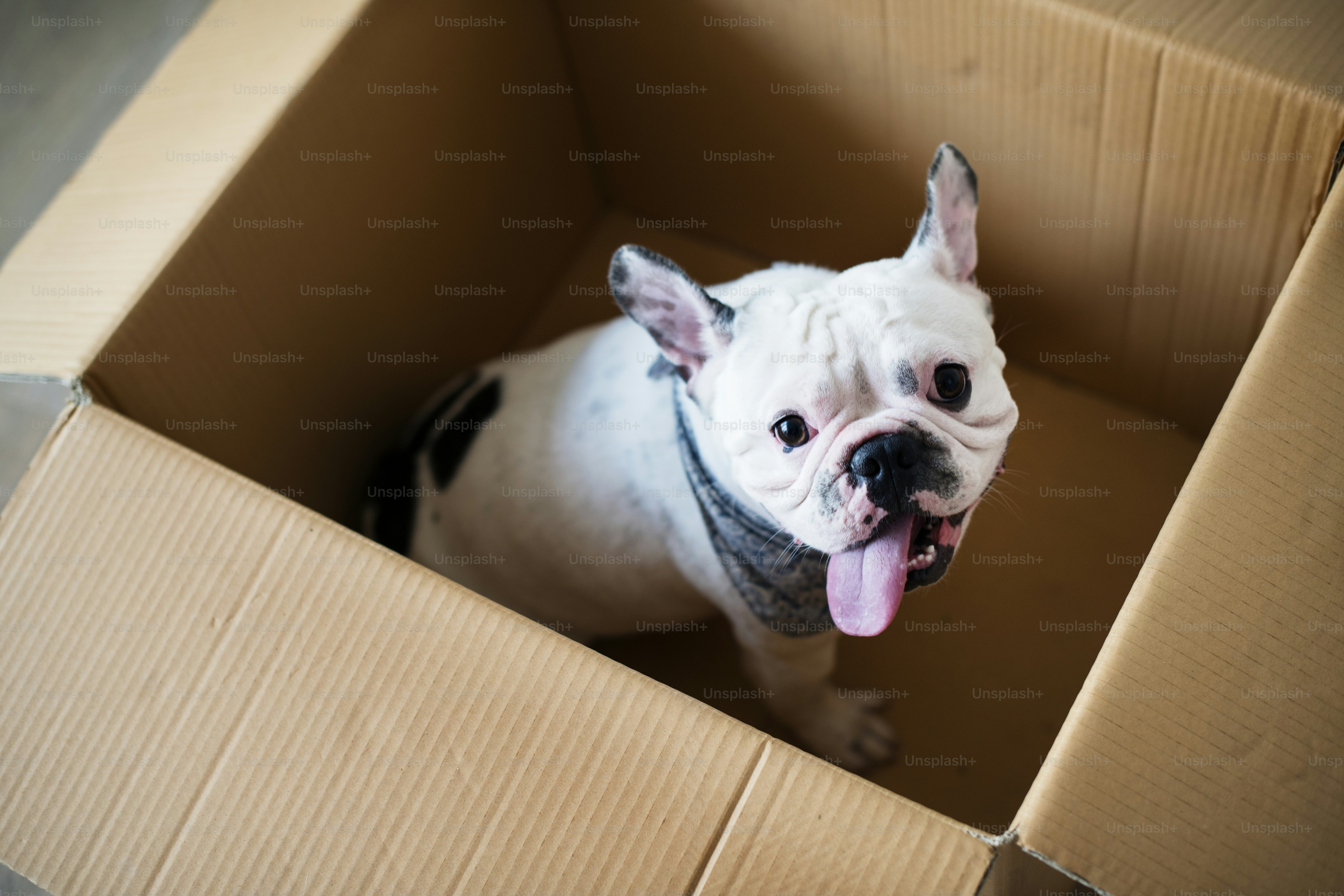 Closeup of French bulldog in the box