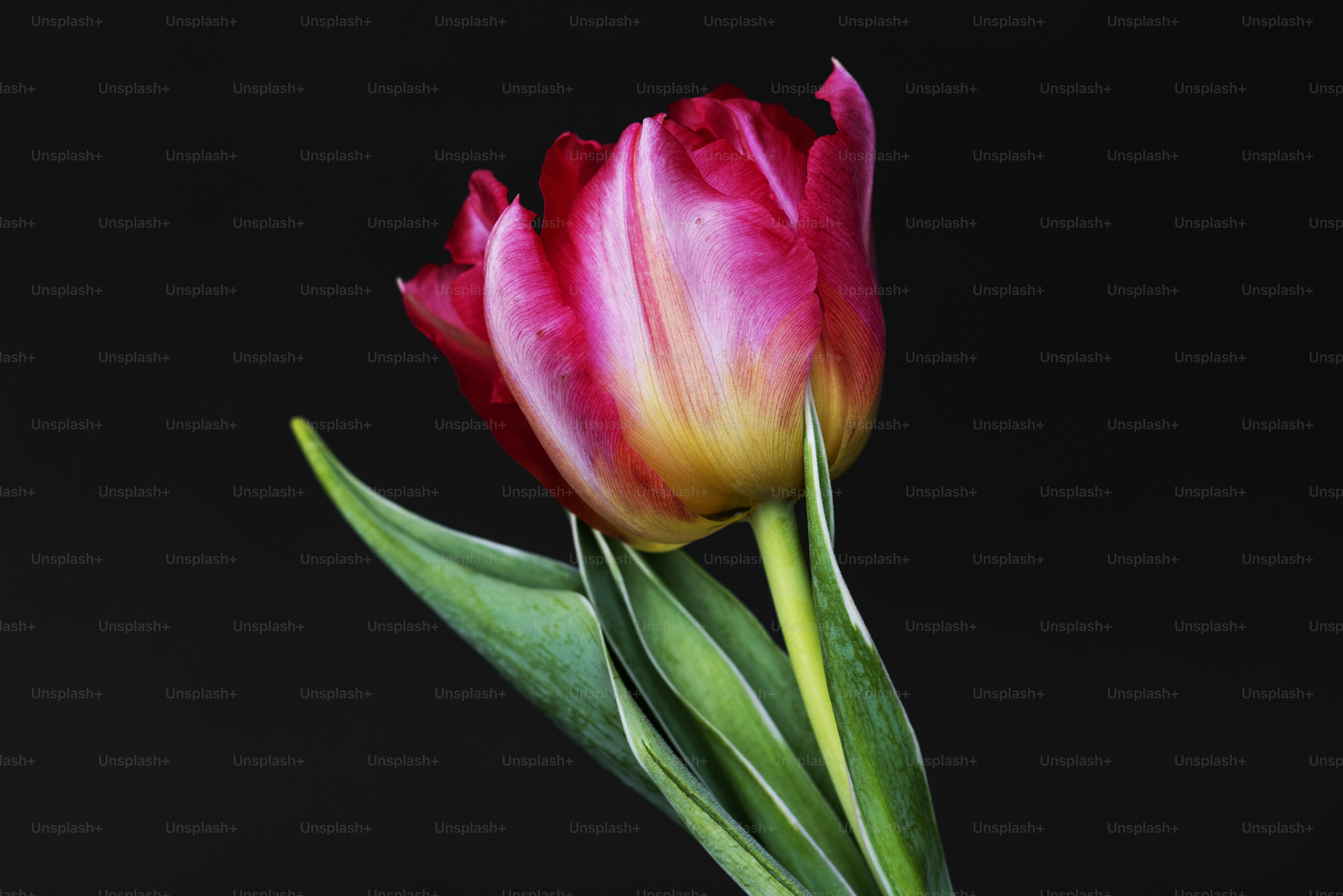 Closeup of pink tulip