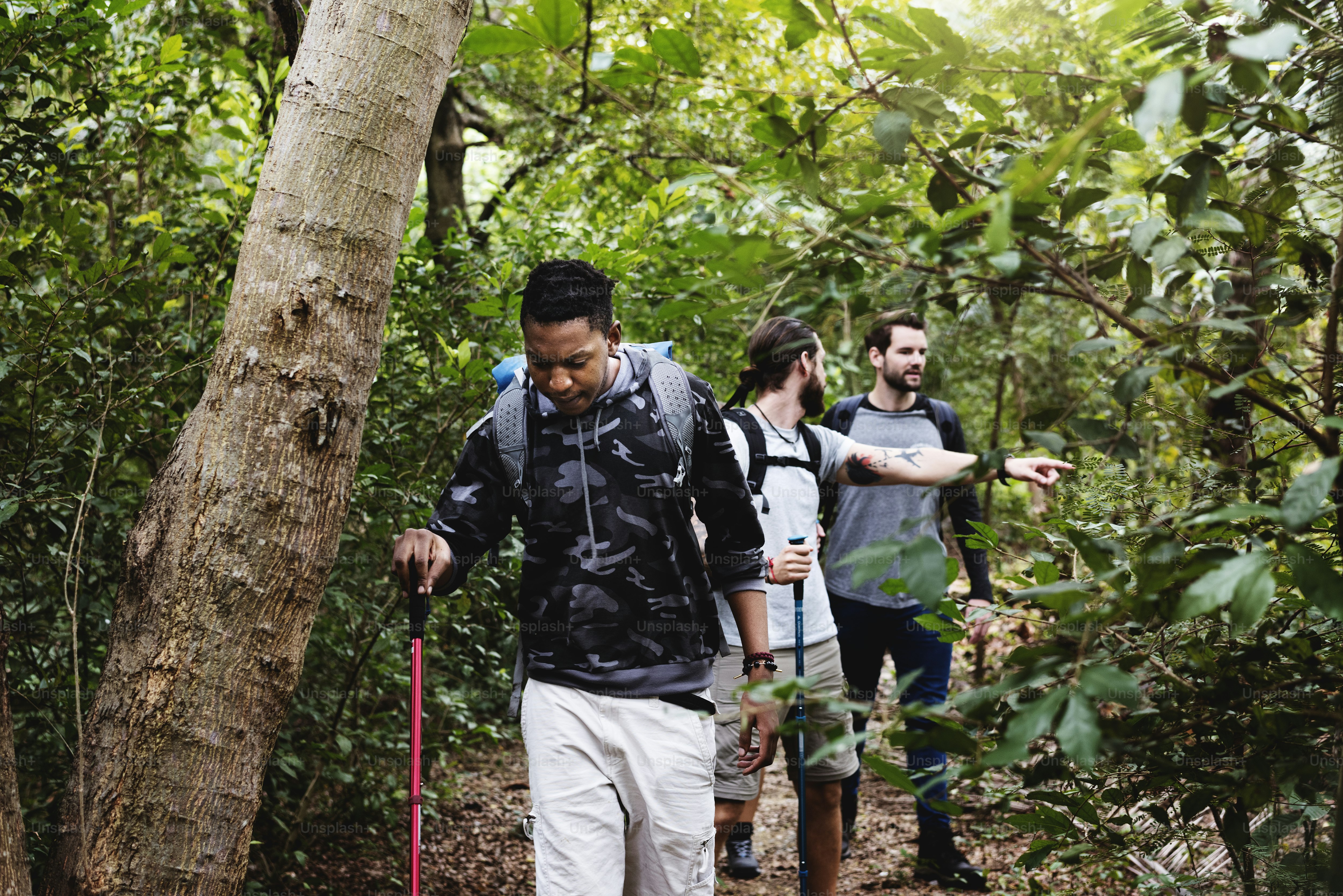 Trekking in a forest photo – Journey Image on Unsplash