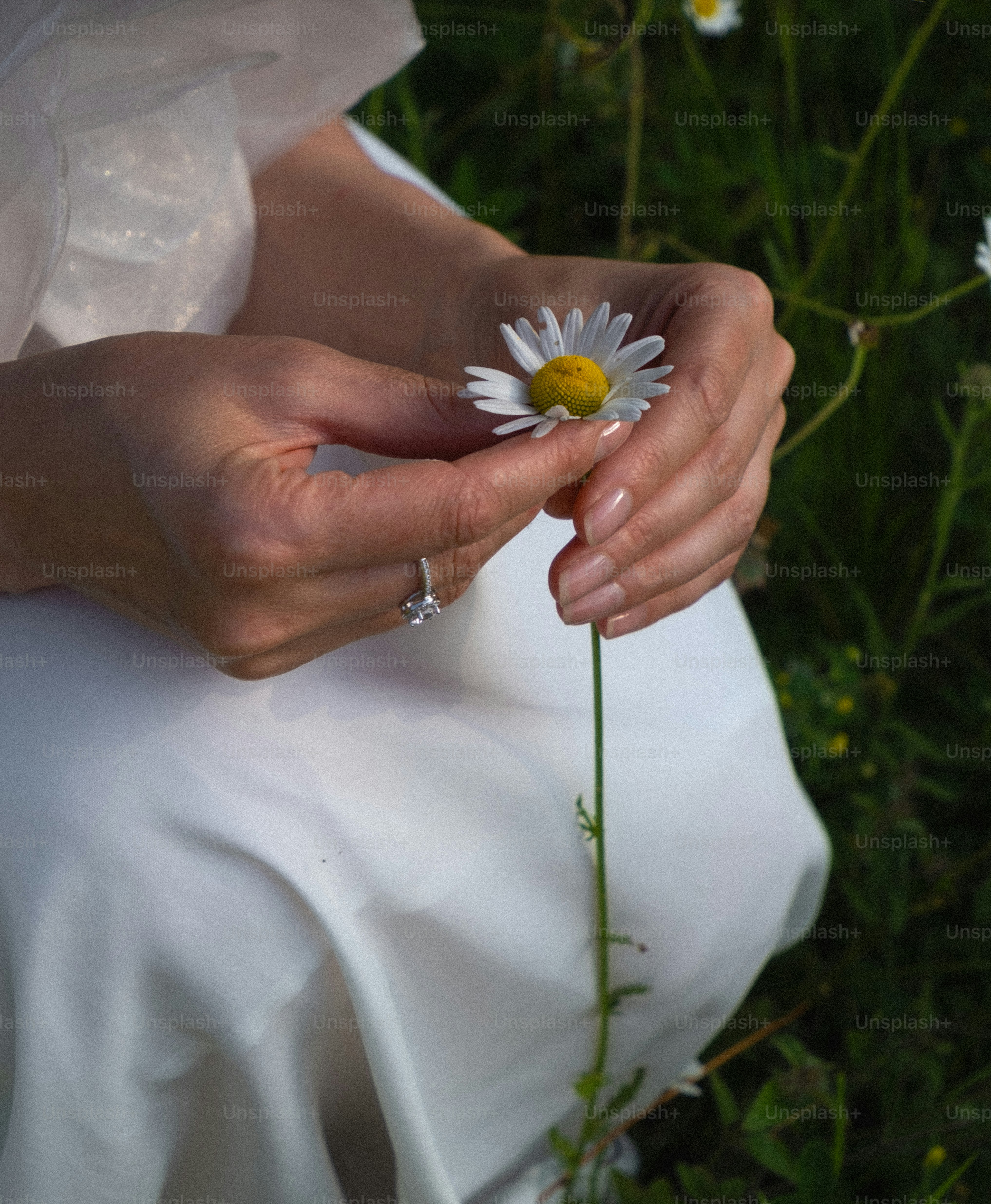 하얀 드레스를 입은 여성이 데이지꽃을 들고 있다