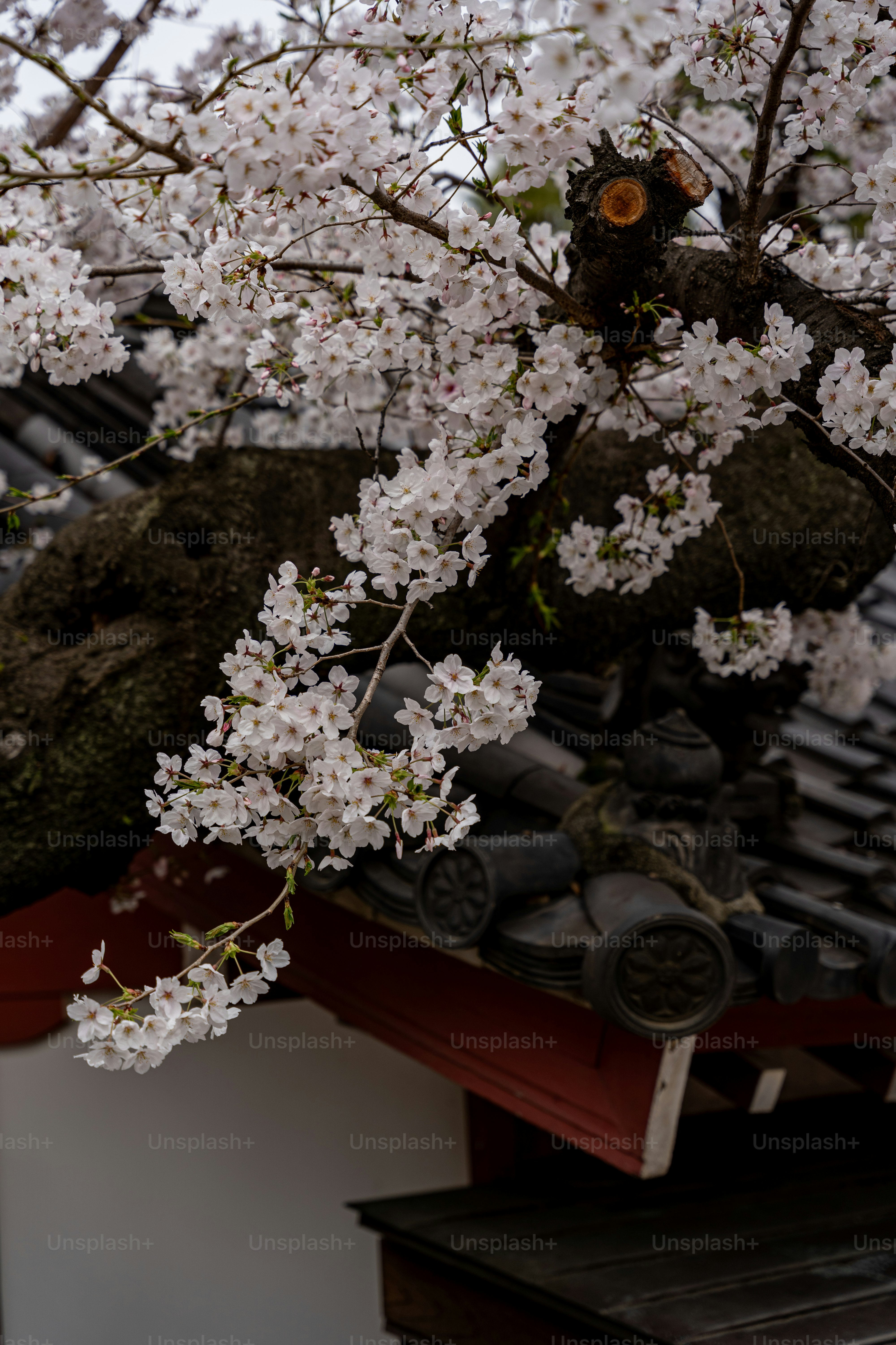A close up of a tree with white flowers