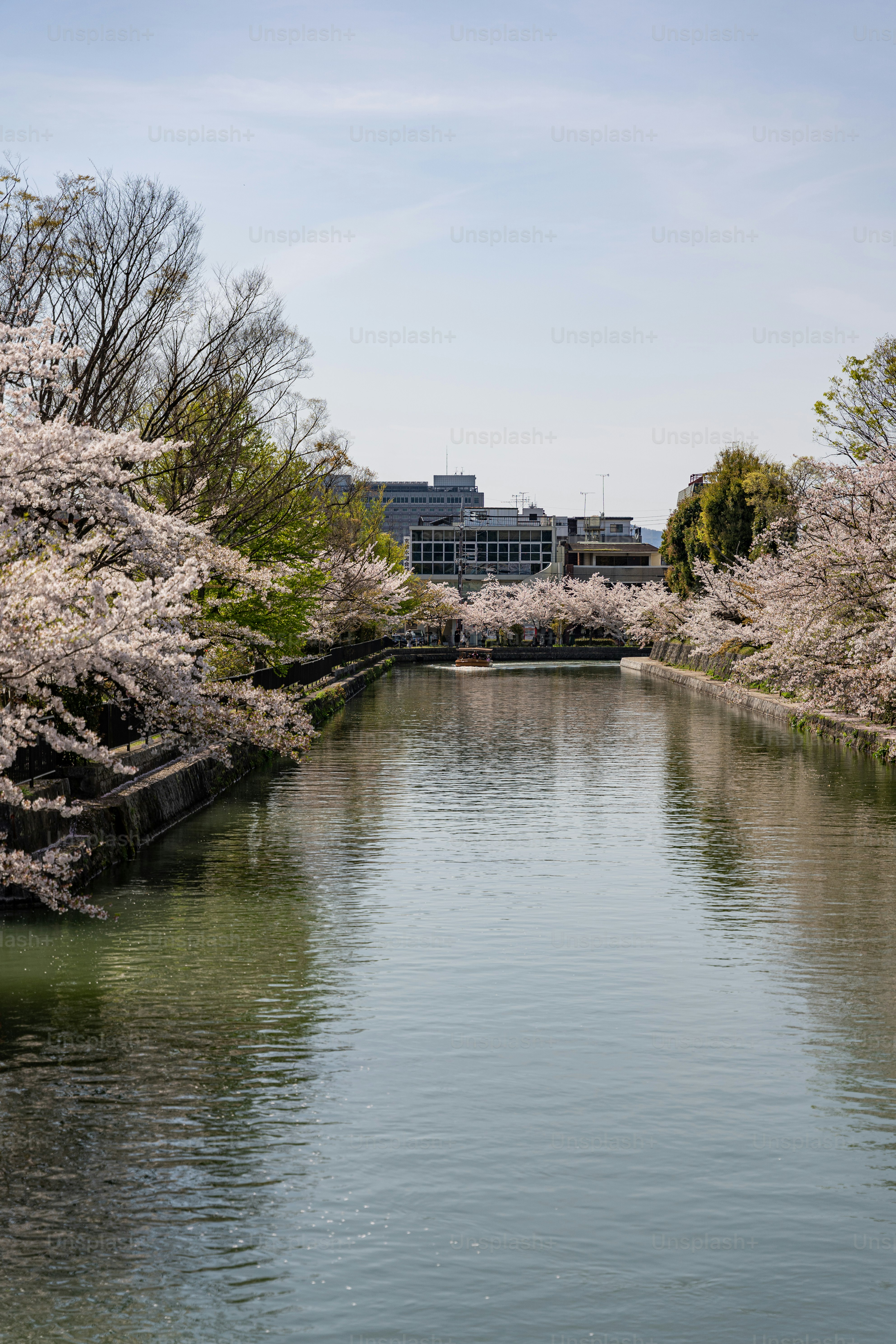 Un cuerpo de agua rodeado de muchos árboles
