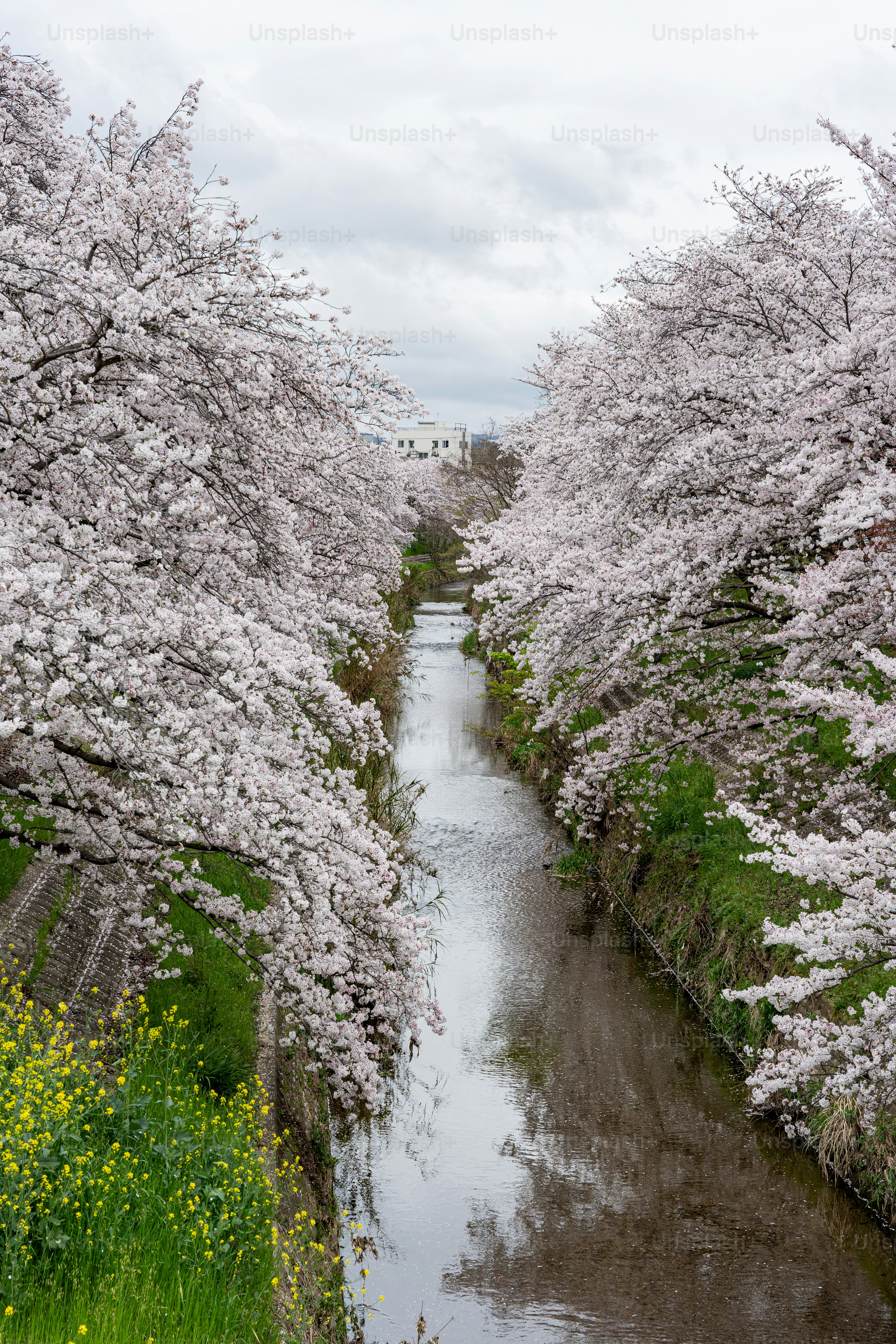 A river running through a lush green forest